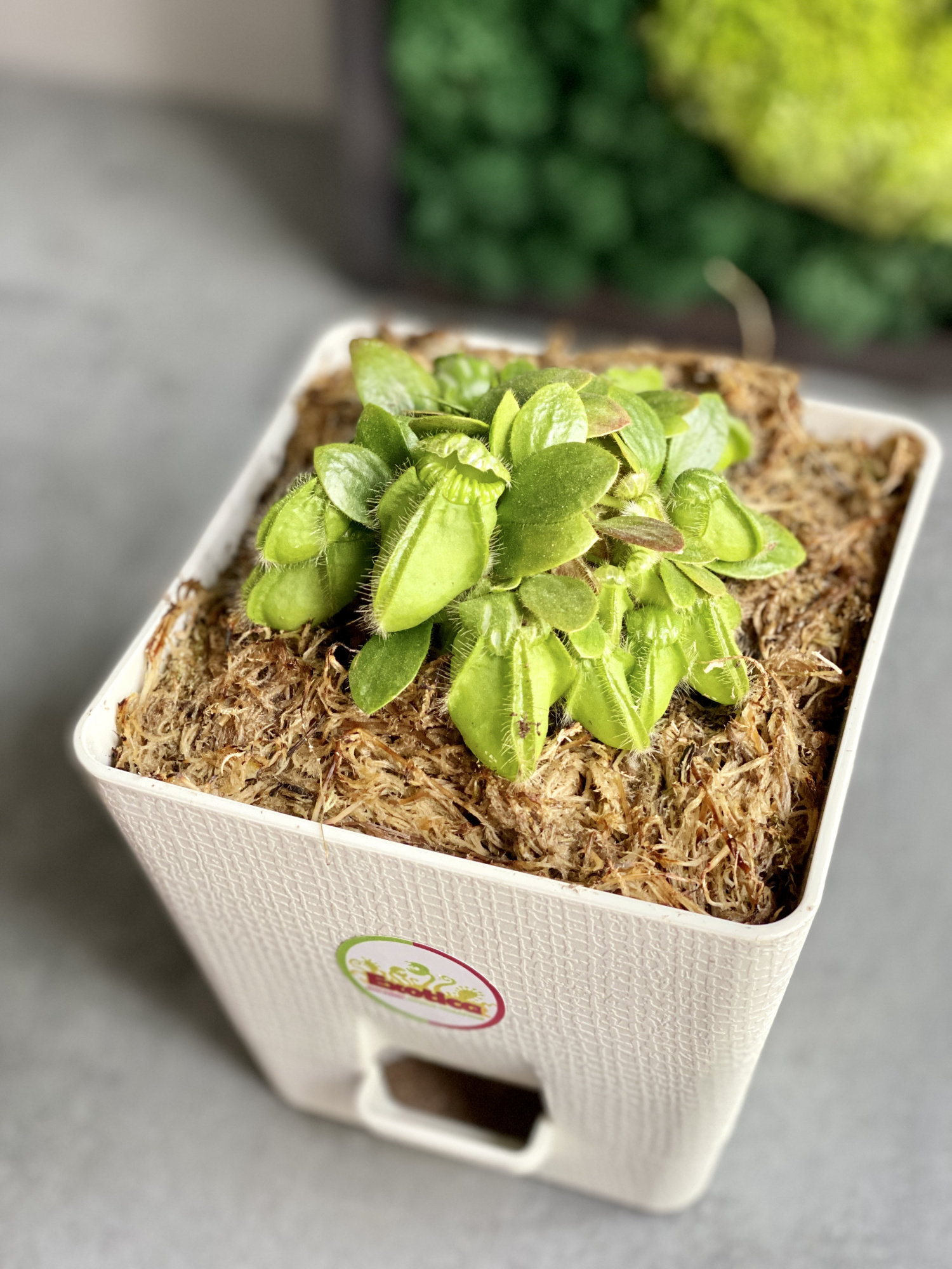 Цефалотус мешочковый (Cephalotus follicularis) пересаженный D12см