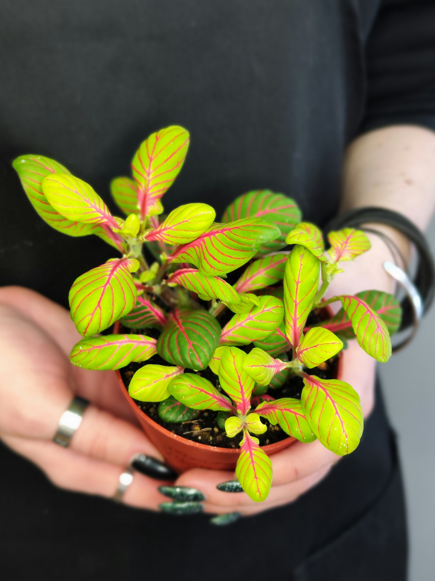 Фиттония Баббл Грин (Fittonia Bubble Green) D8,5см