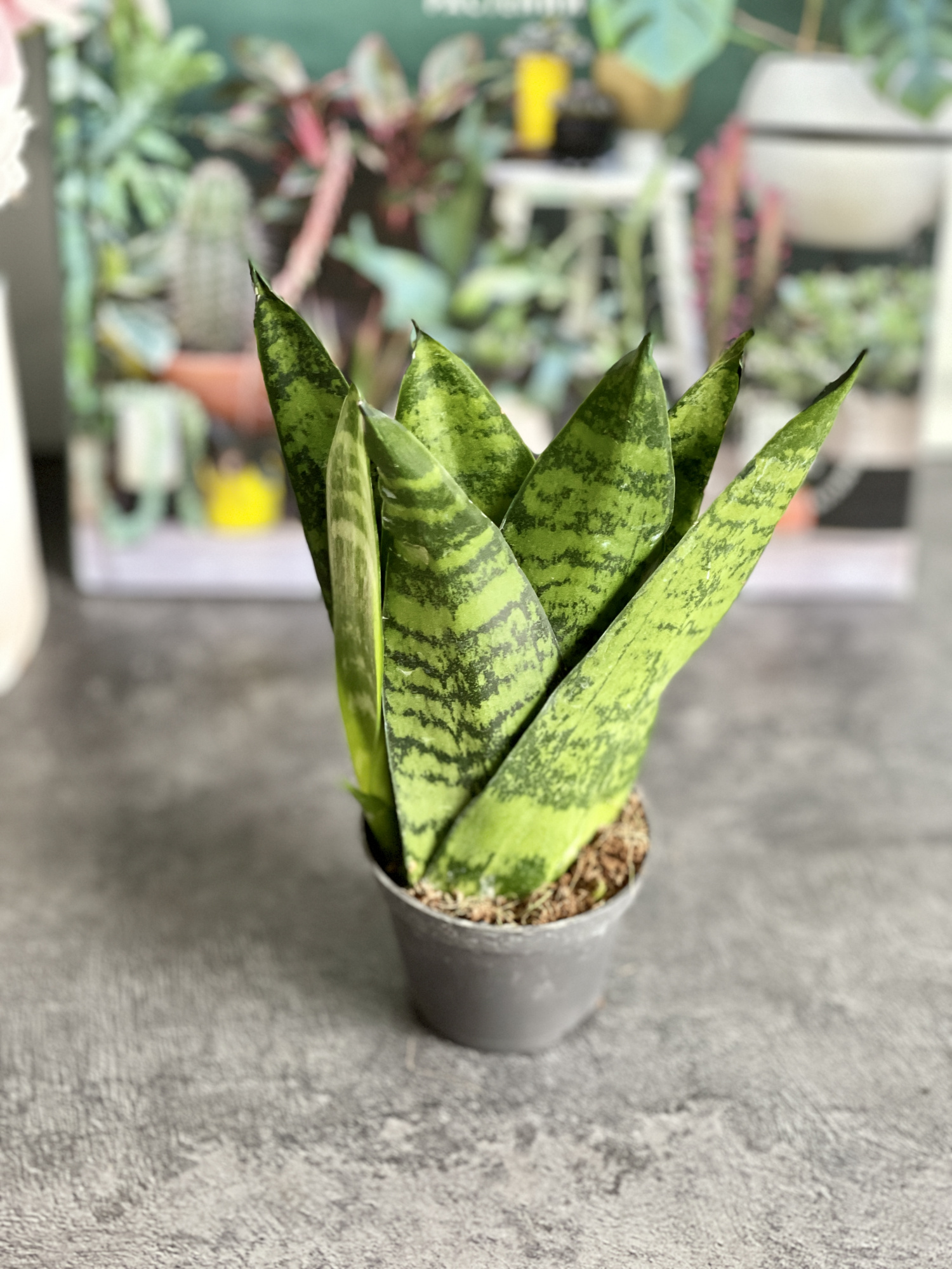 Сансевиерия Зейланика Фан (Sansevieria Zeylanica Fan) D6см