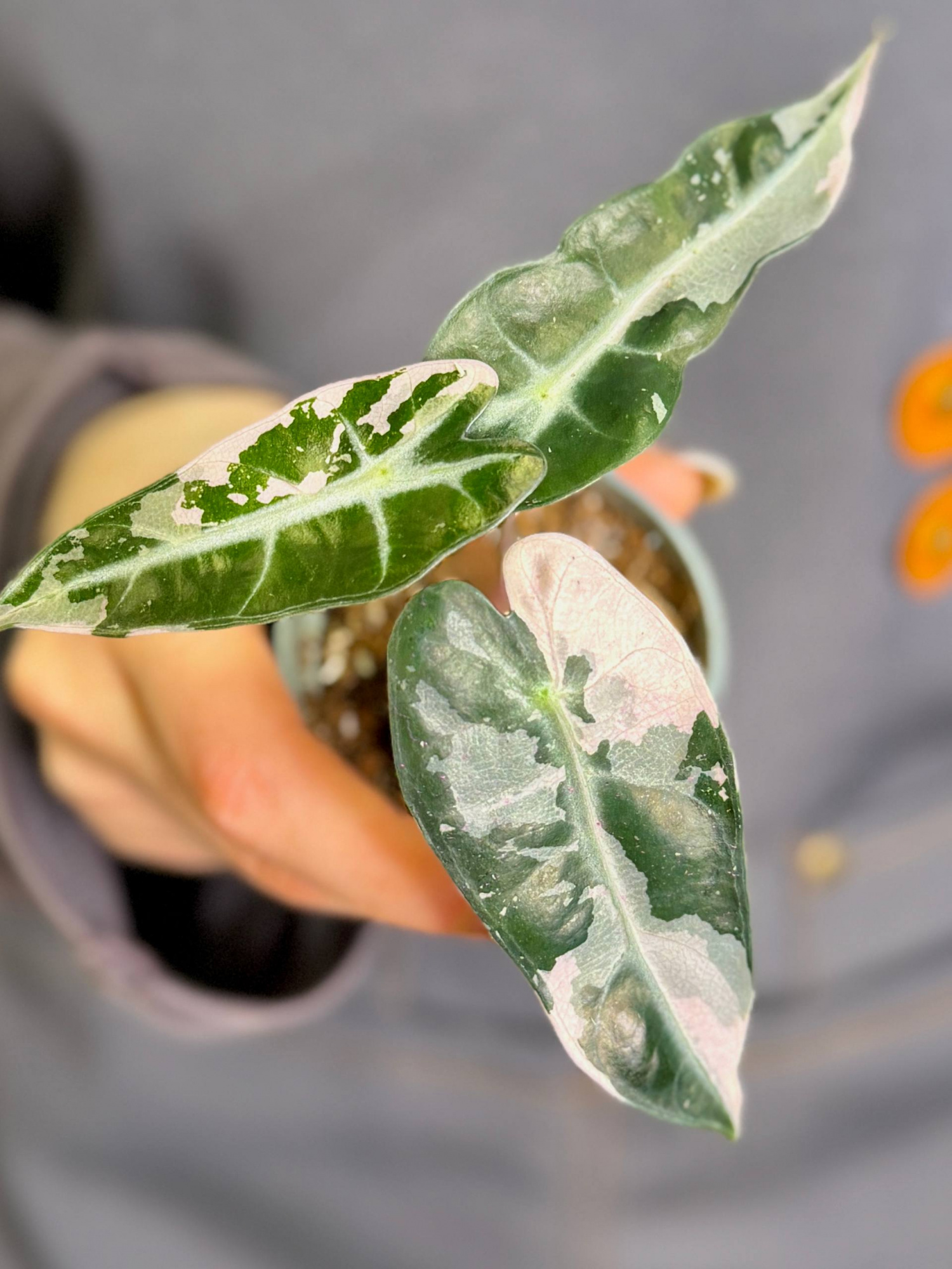 Алоказия Бамбино Пинк Вариегатная (Alocasia Bambino Pink Variegata) D6см