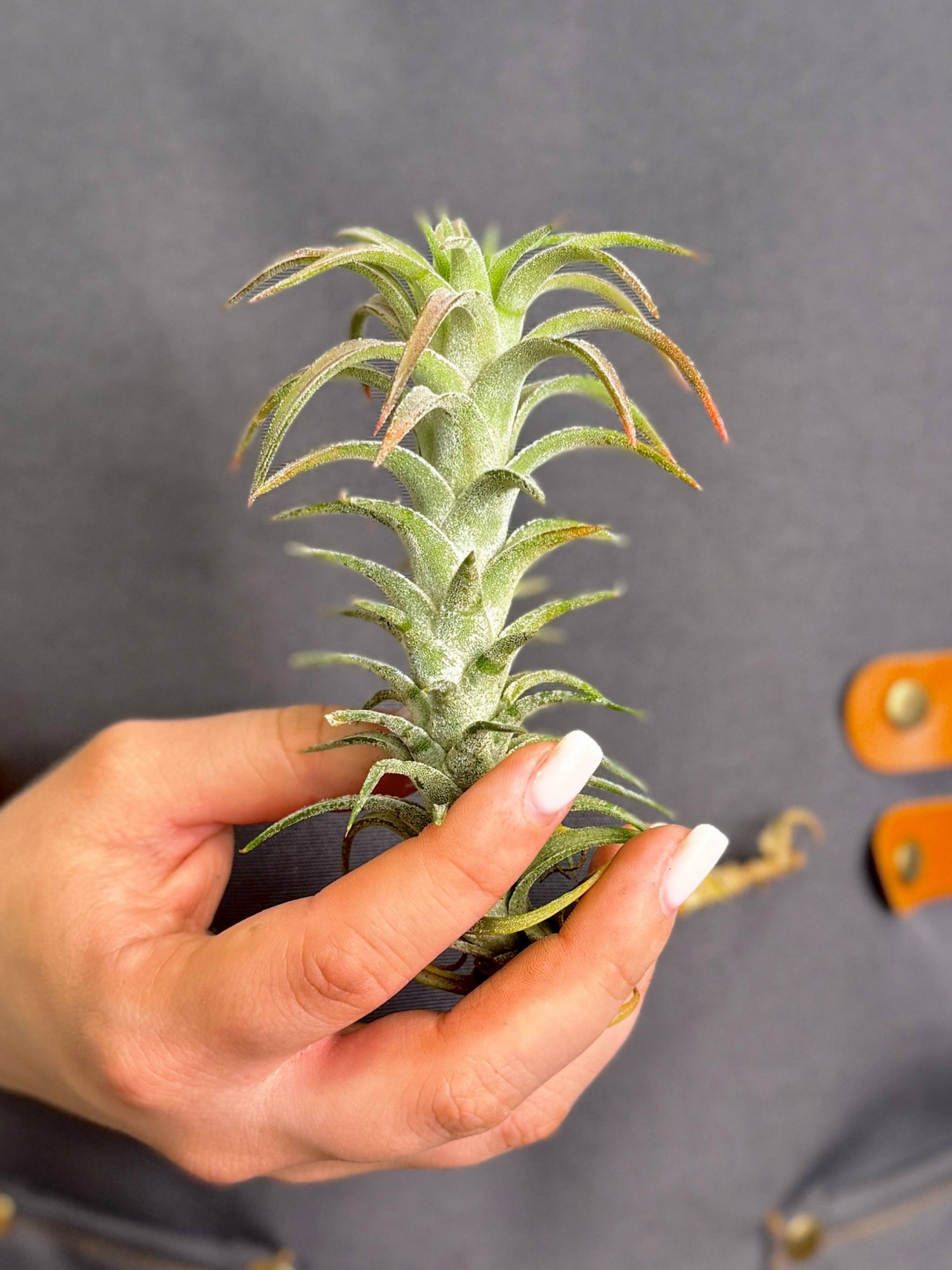 Тилландсия Ионанта Хайнинги (Tillandsia Ionantha var. Vanhyningii)