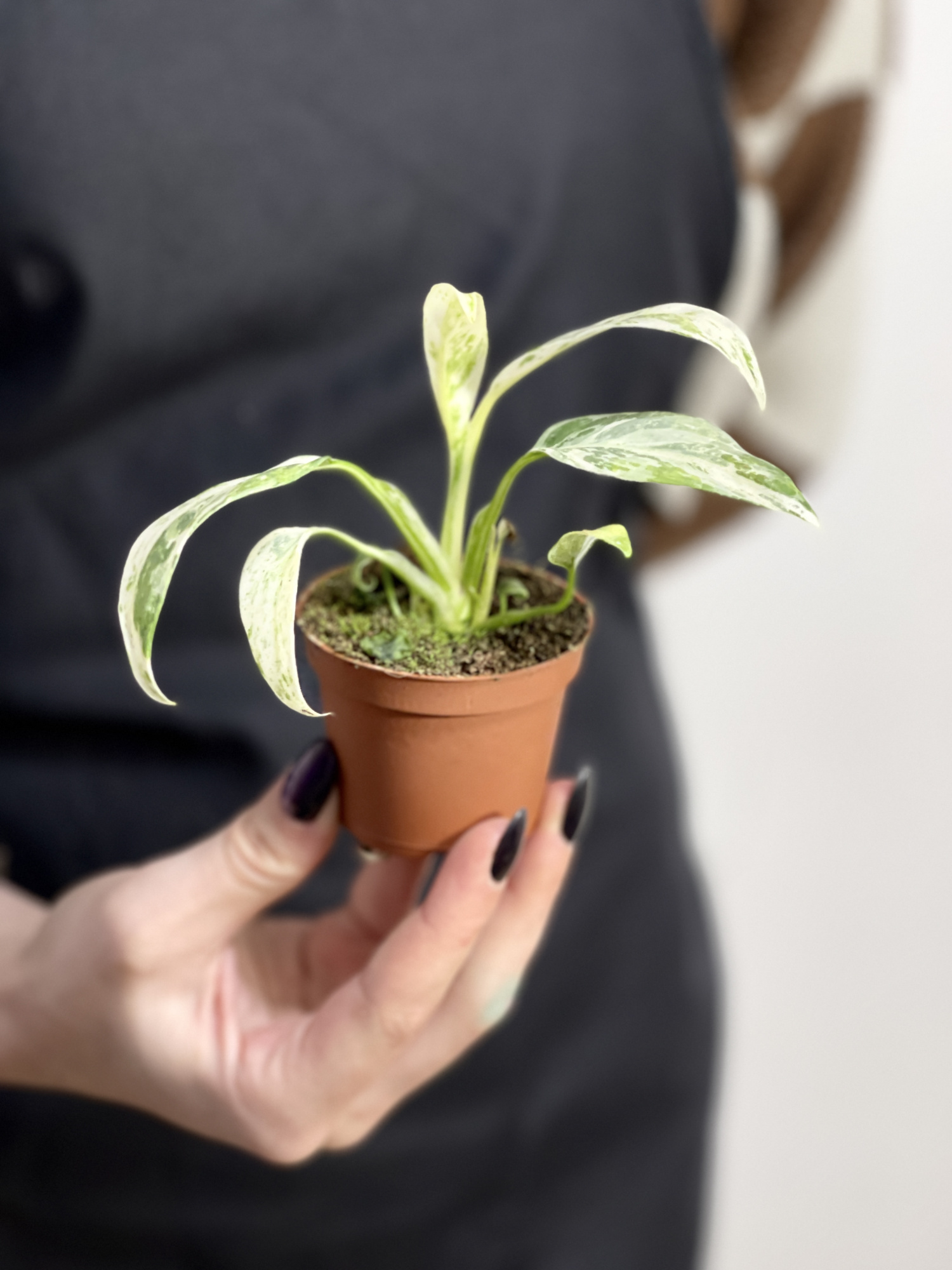 Рафидофора Пуберула Вариегата (Rhaphidophora Puberula Variegata) D6см