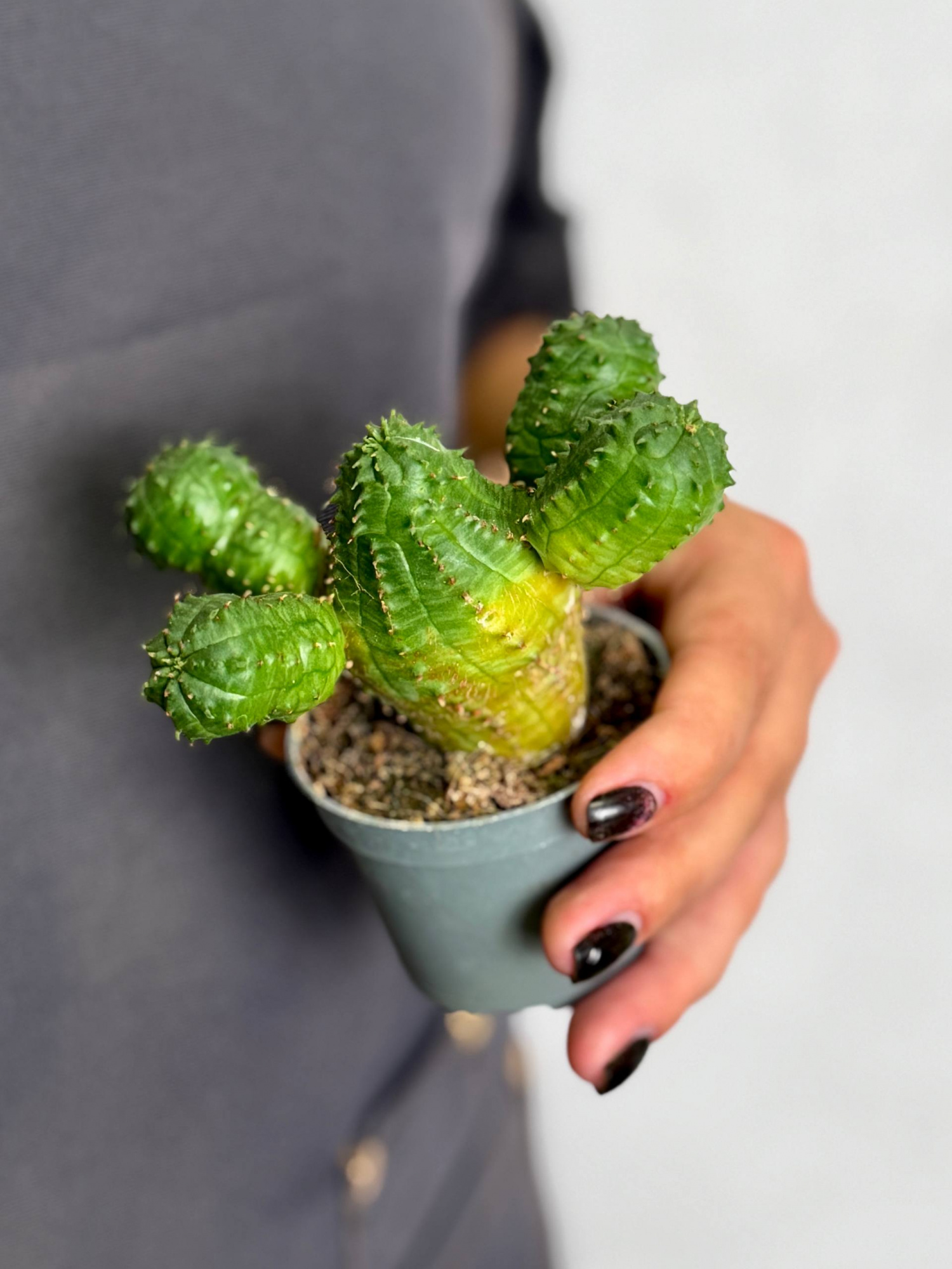 Эуфорбия Глобоза, или Молочай Шаровидный (Euphorbia Globosa) D6см