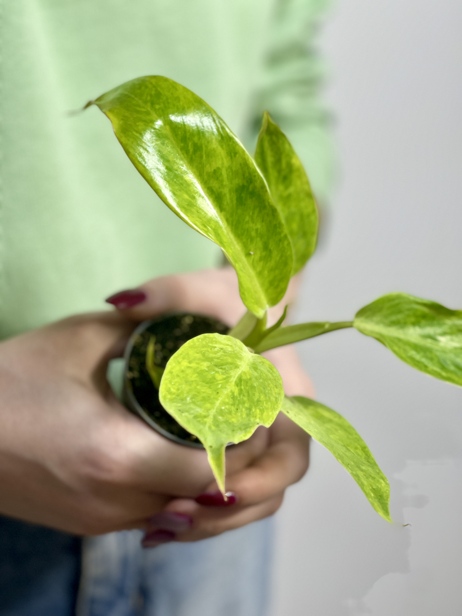 Филодендрон Калкин Голд (Philodendron Calkins Gold) D6см