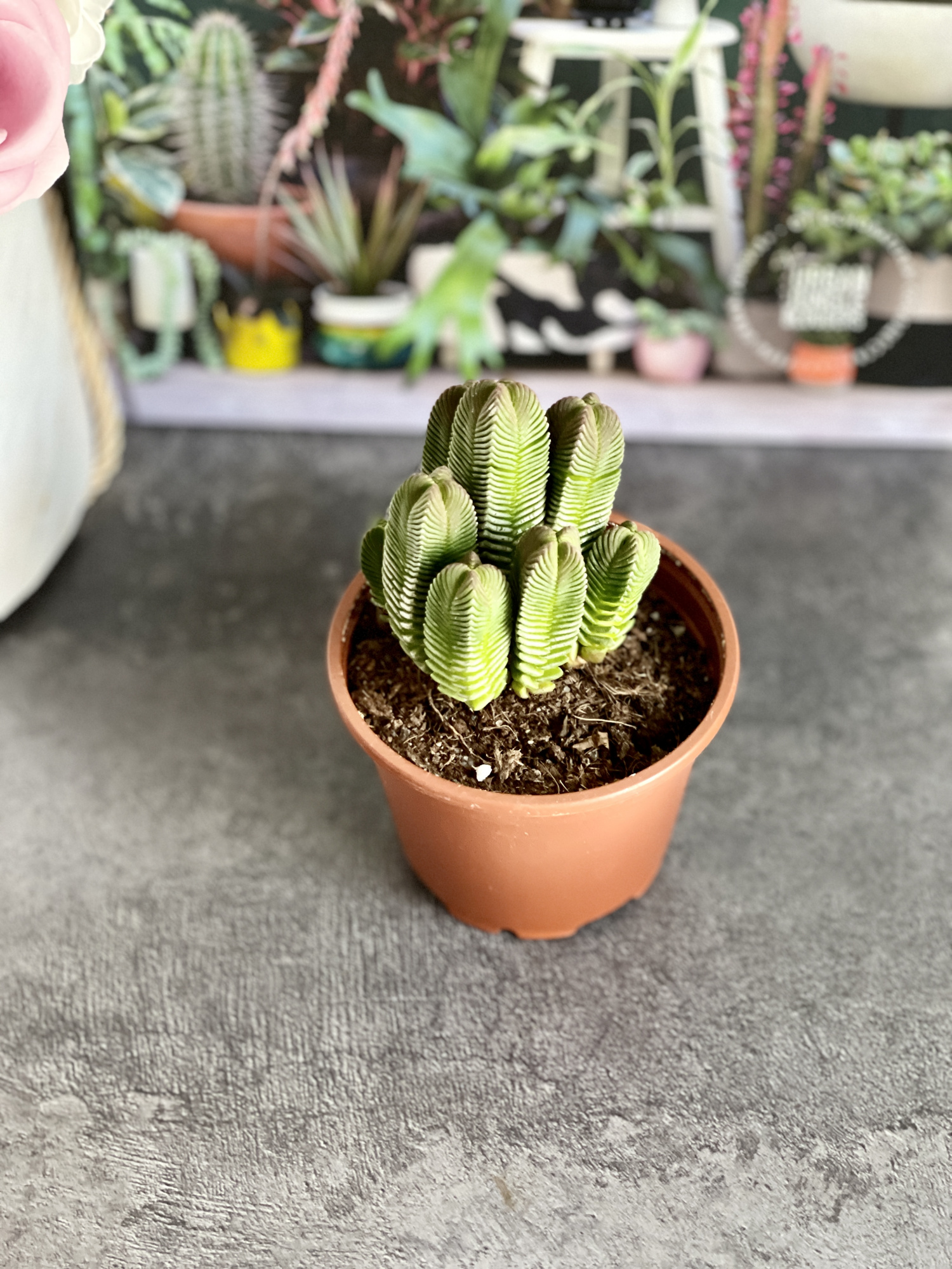 Крассула Пирамидалис (Crassula Pyramidalis) D8см