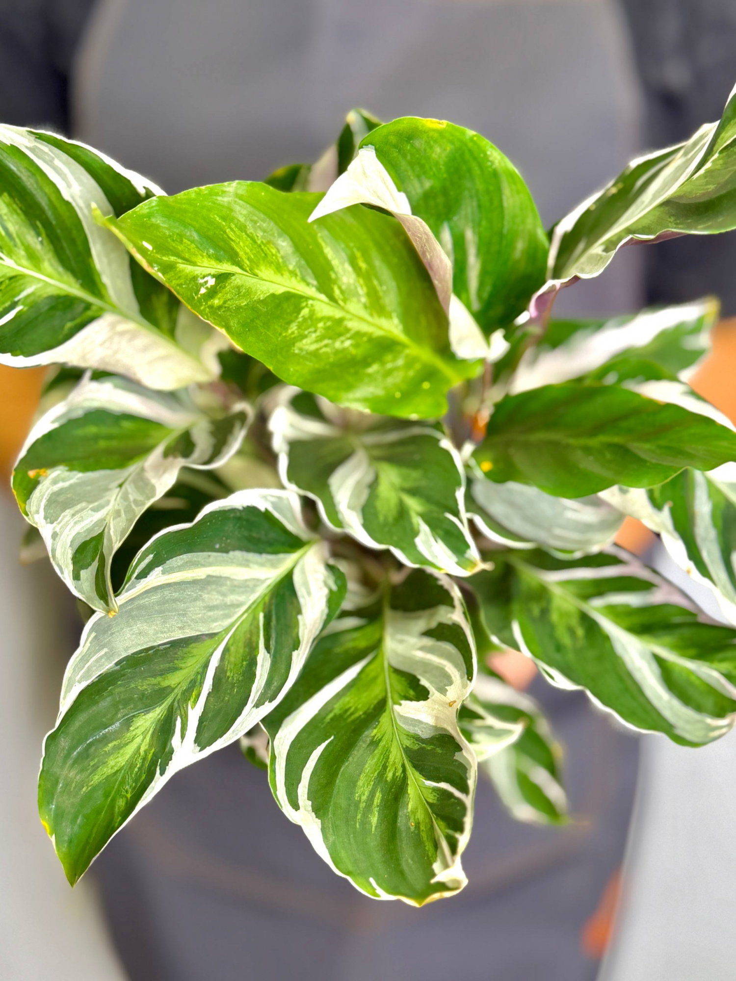 Калатея Вайт Фьюжин (Calathea White Fusion) D12см