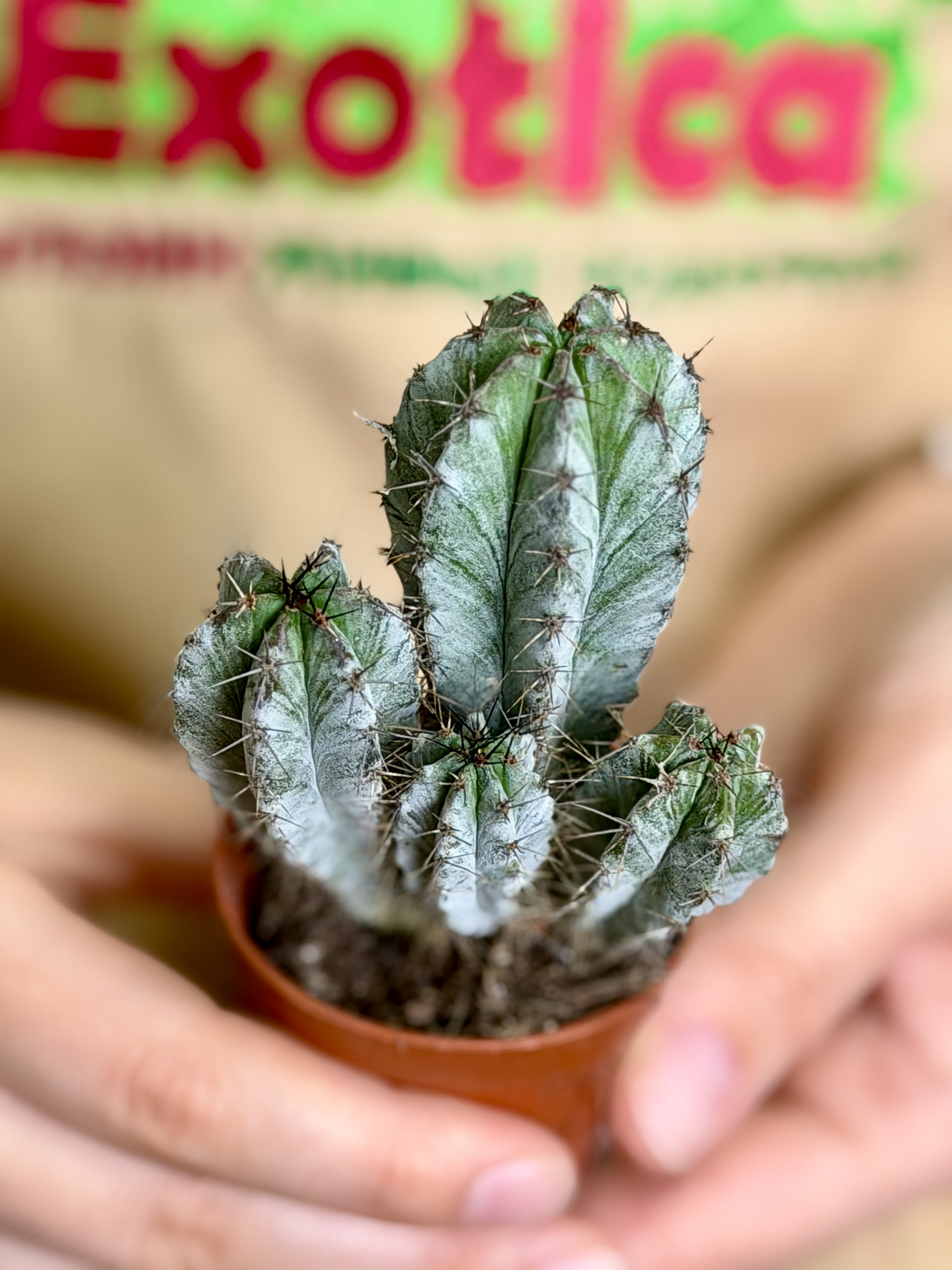 Эуфорбия (Молочай) Хоррида (Euphorbia Horrida) D5см