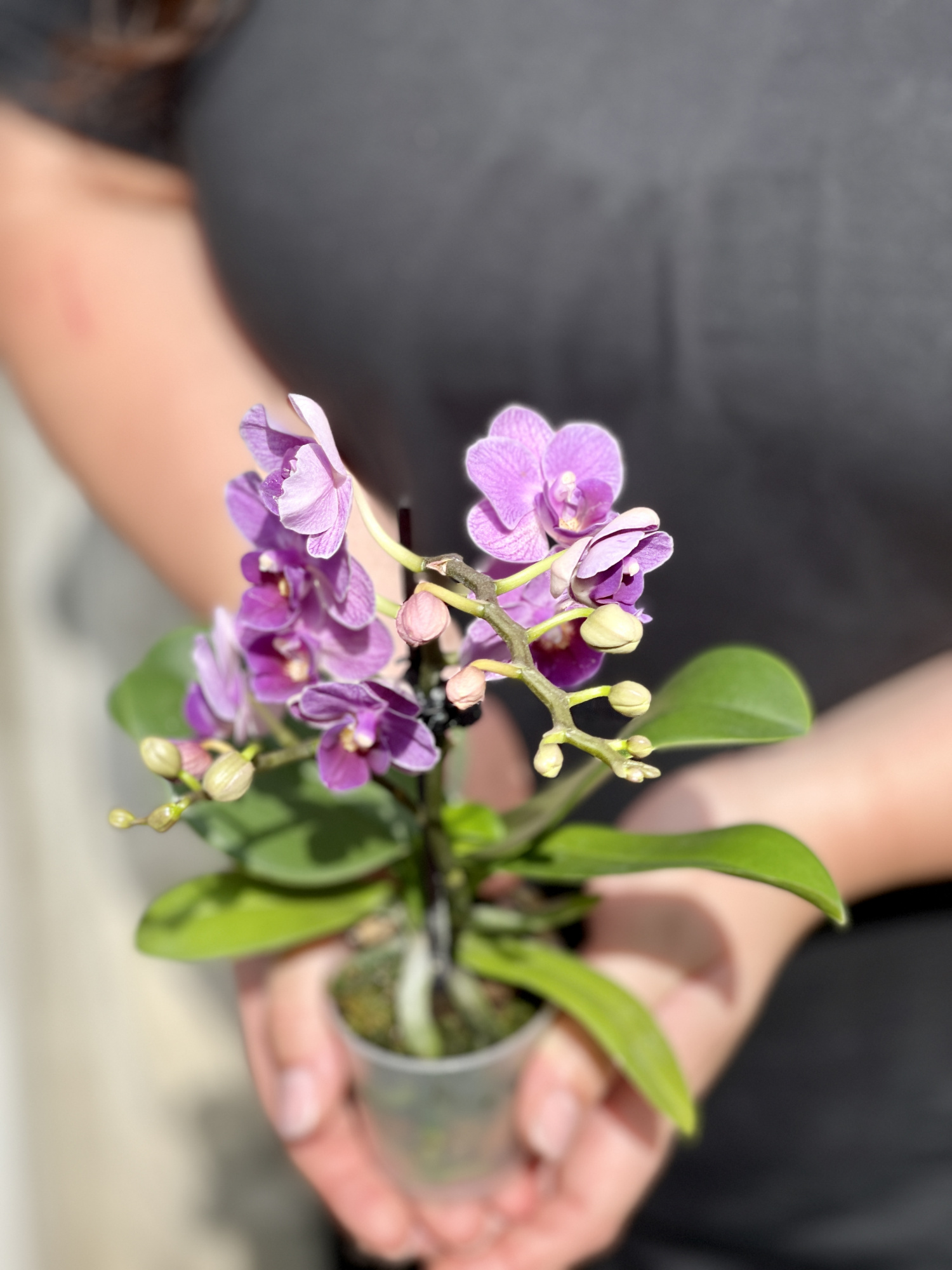 Орхидея Фаленопсис Мини Светло - Фиолетовая (Phalaenopsis Multiflora) D6см