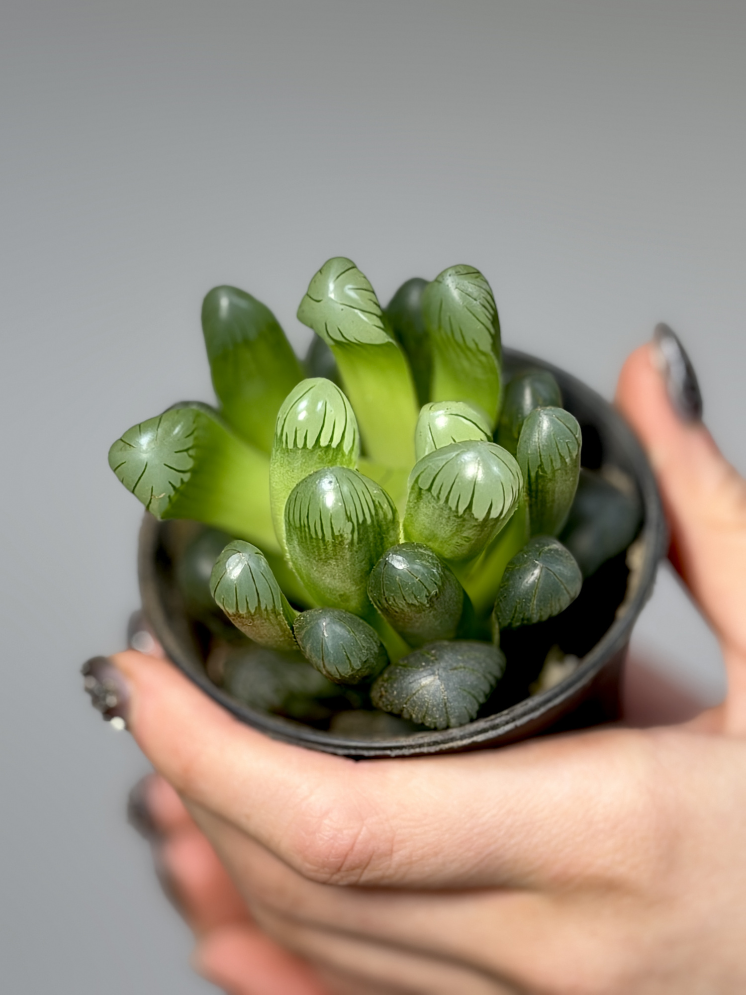 Хавортия Купера (Haworthia Cooperi) D7см