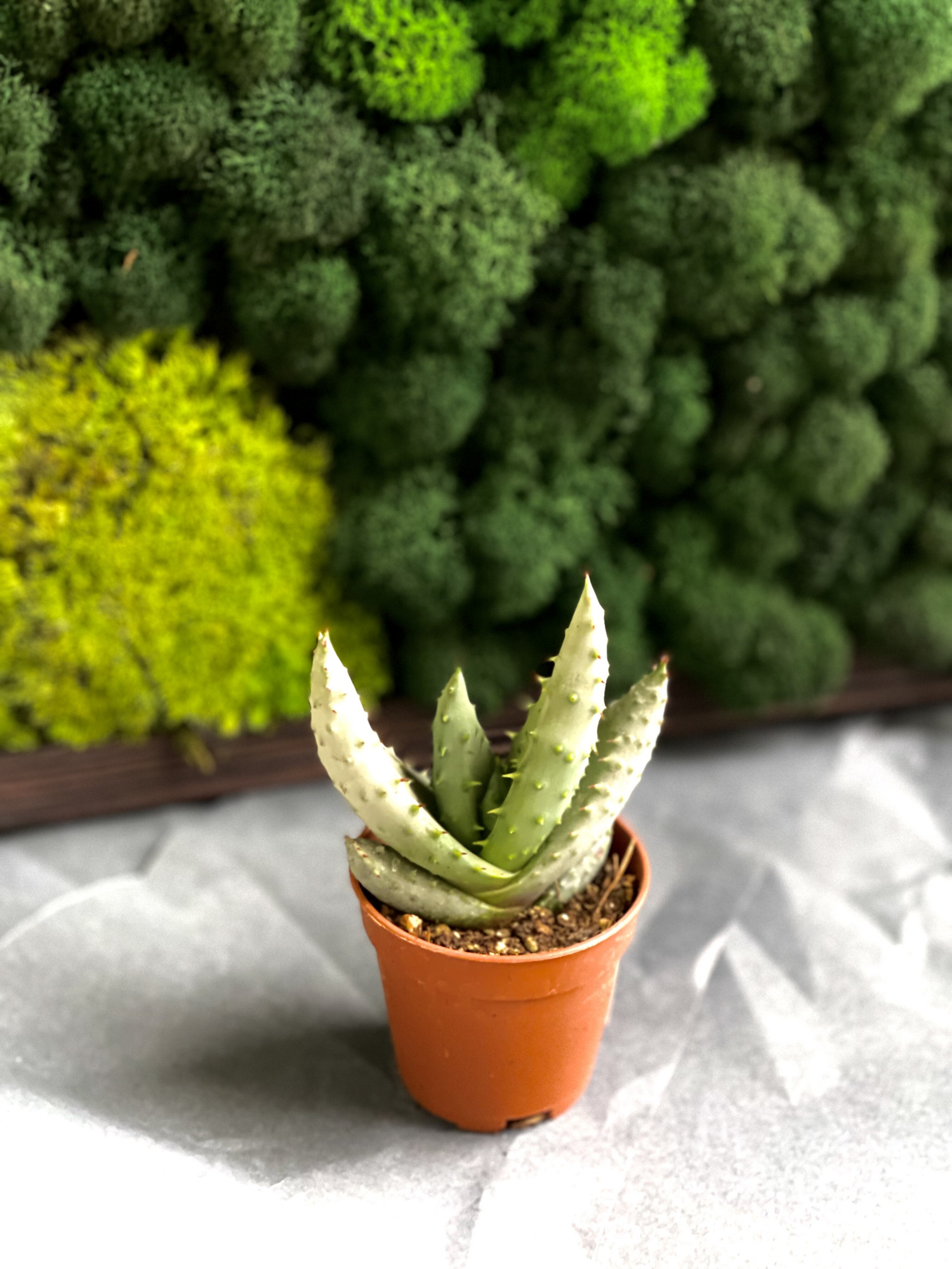 Алоэ булавоцветковое, или Алоэ Клавифлора (Aloe Claviflora) D5см