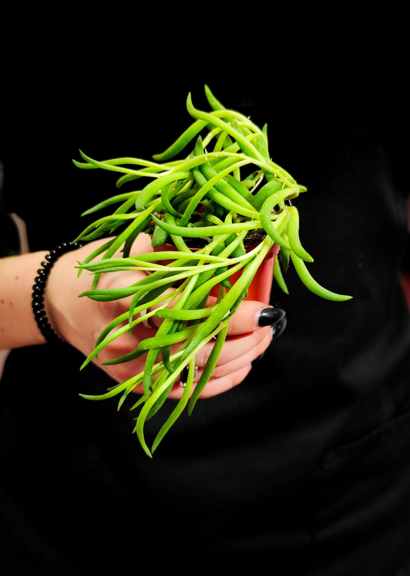 Крестовник "Рыболовные Крючки" (Senecio String of Fishhooks) D6см