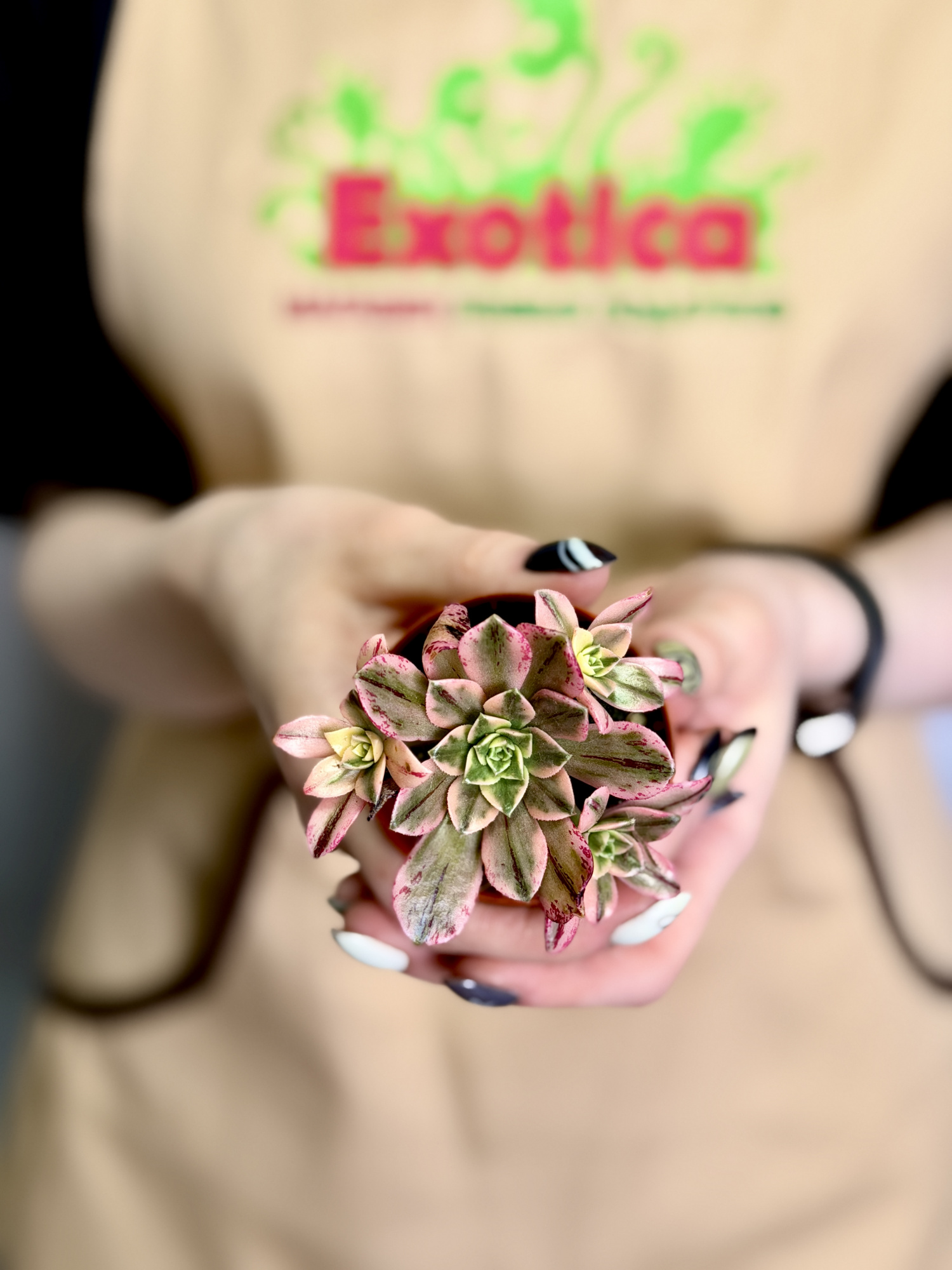 Эониум Бронзовая Медаль (Aeonium Bronze Medal Variegata) D5см