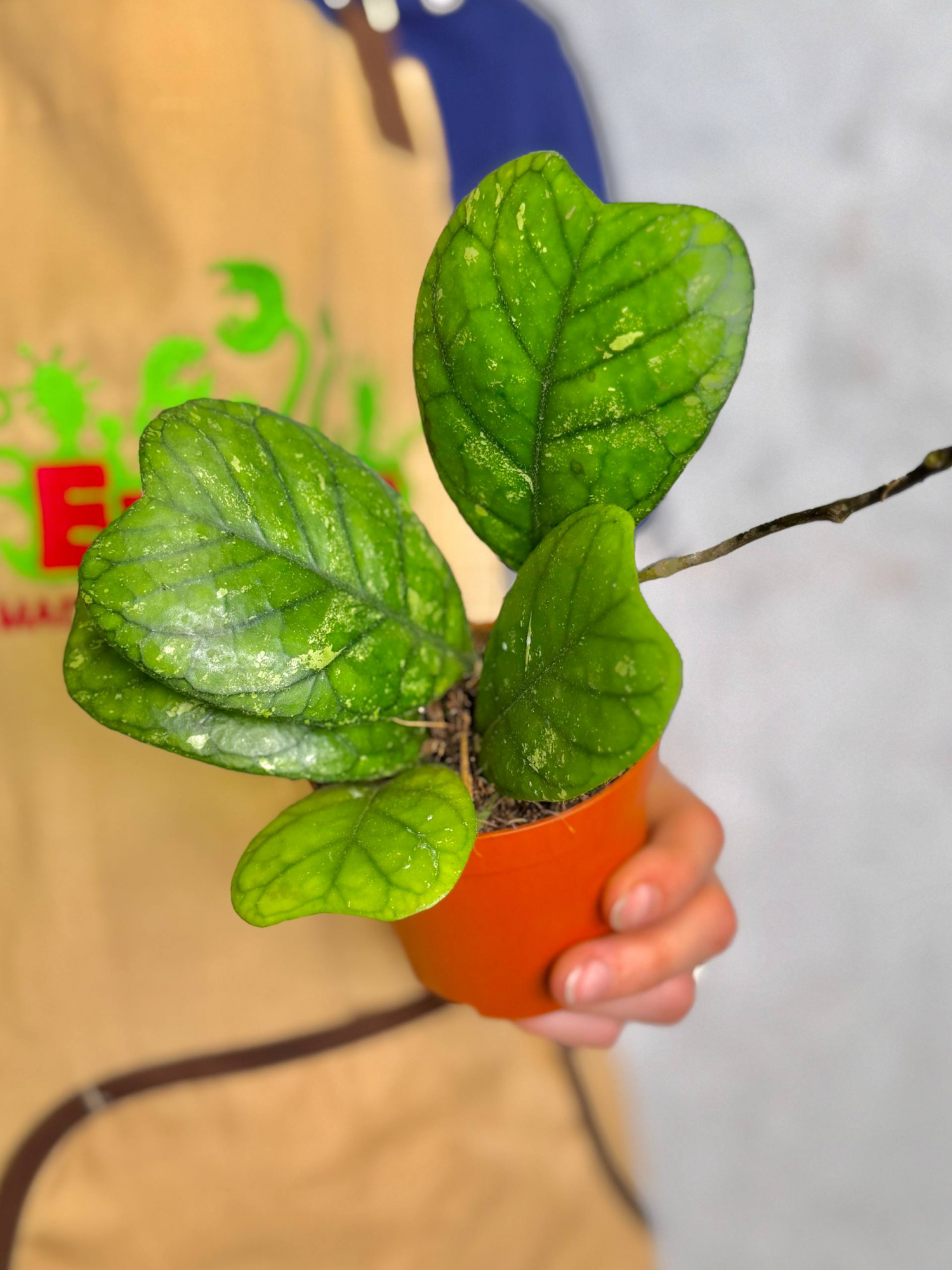 Хойя Дейкей (Hoya Deykei) D8см