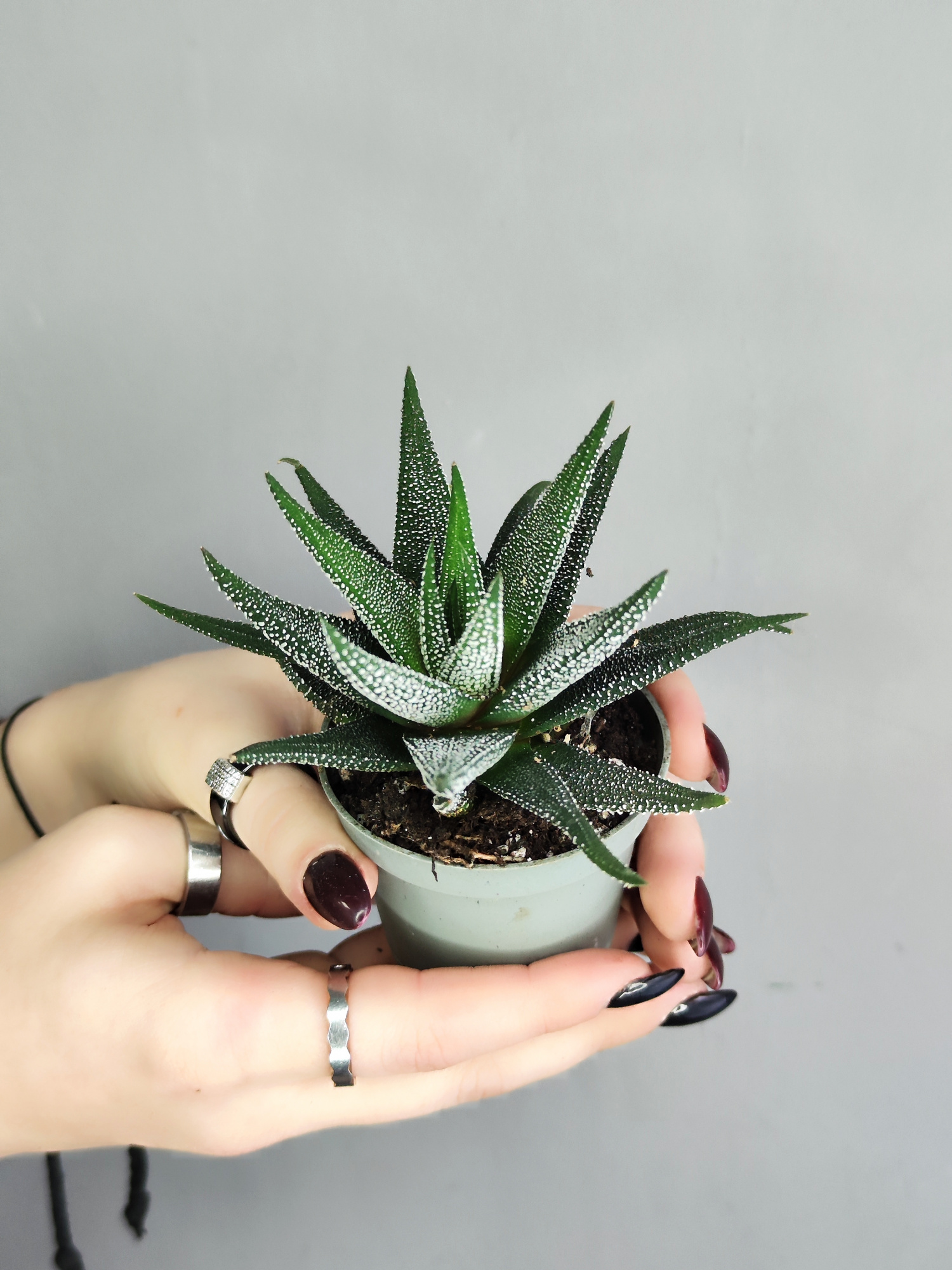 Хавортия Оттянутая, или Аттенуата (Haworthia Attenuata) D5см