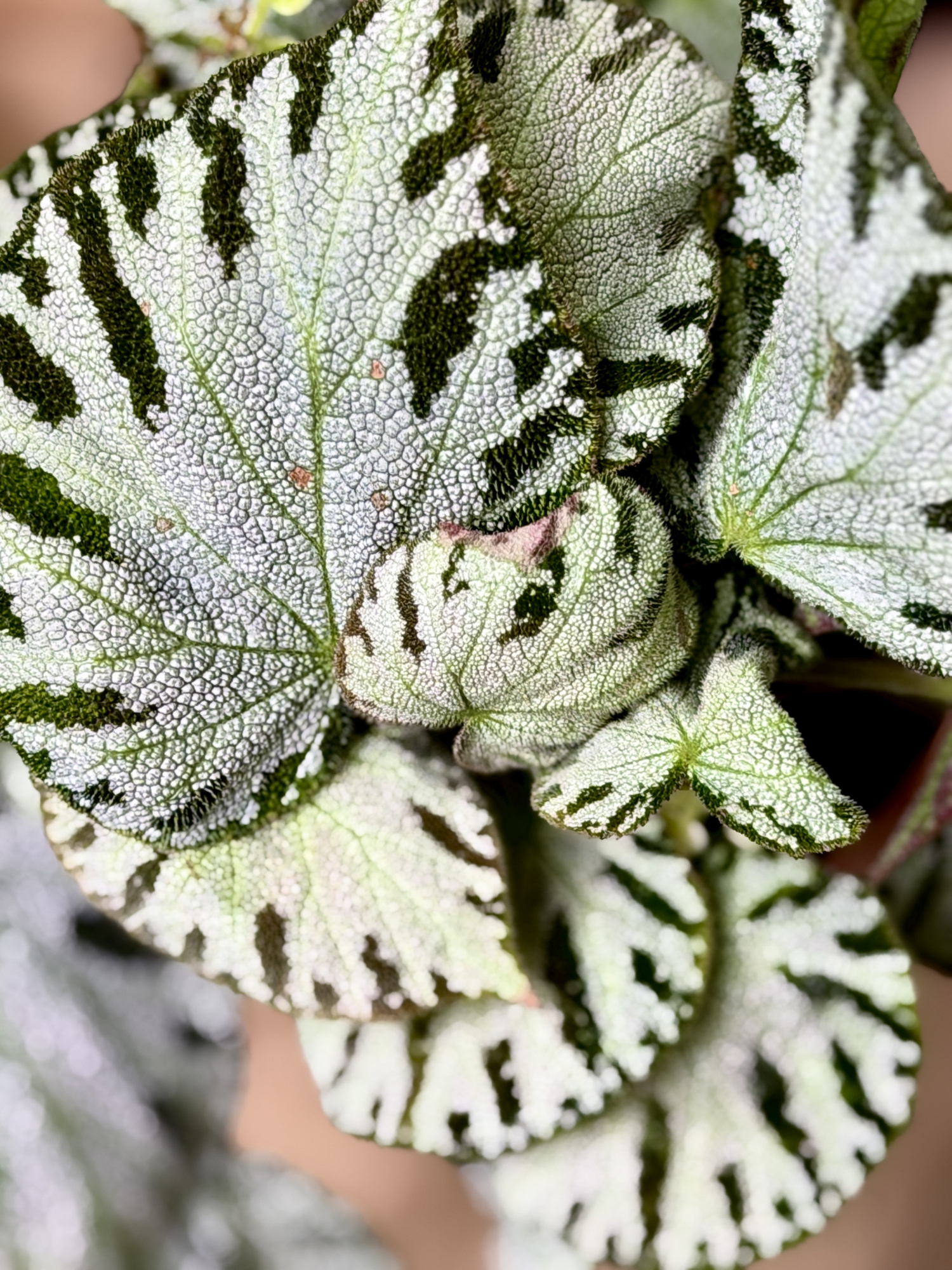 Бегония Сильвер Джевел (Begonia Silver Jewel) D12см