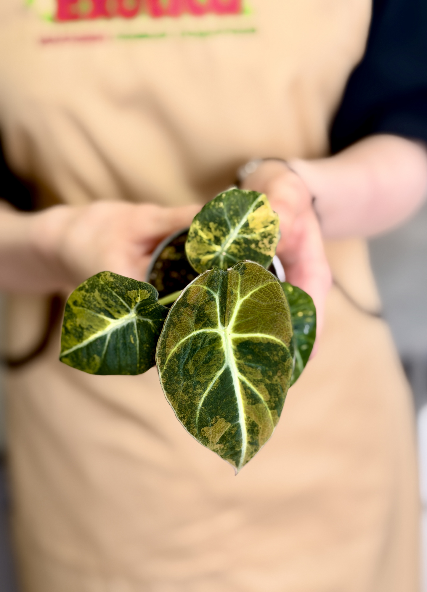 Алоказия Блэк Вельвет Вариегатная Голд Ауреа (Alocasia Black Velvet Gold Aurea) D6см