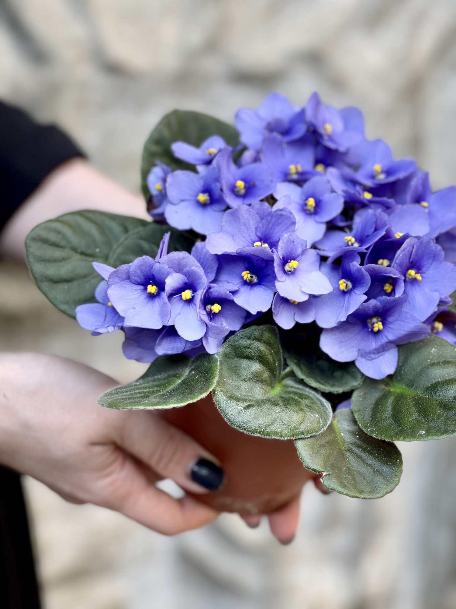 Сенполия Васильковая, или Фиалка (Saintpaulia Blue) D10см