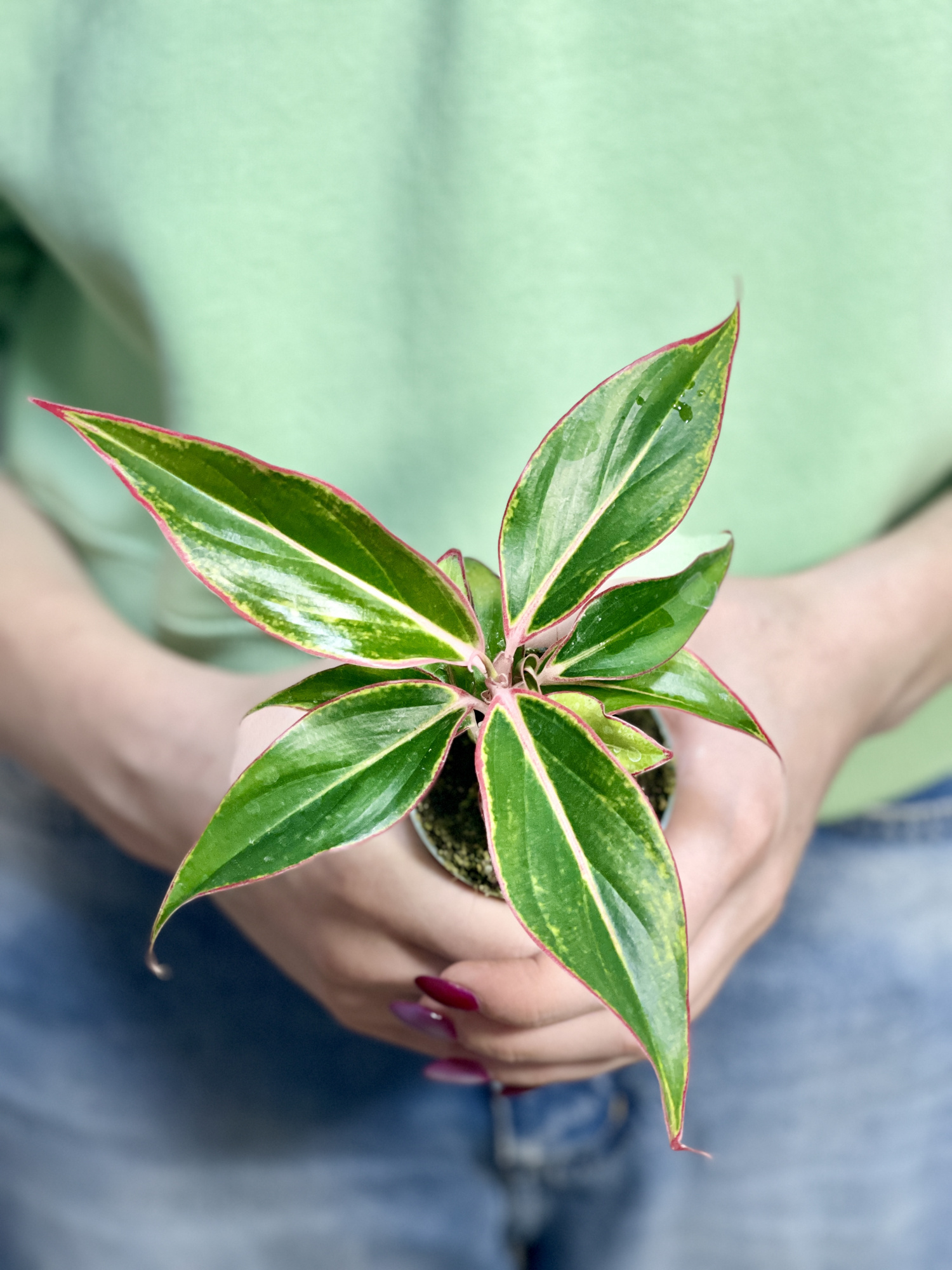 Аглаонема Сиам Аврора (Aglaonema Siam Aurora) D6см