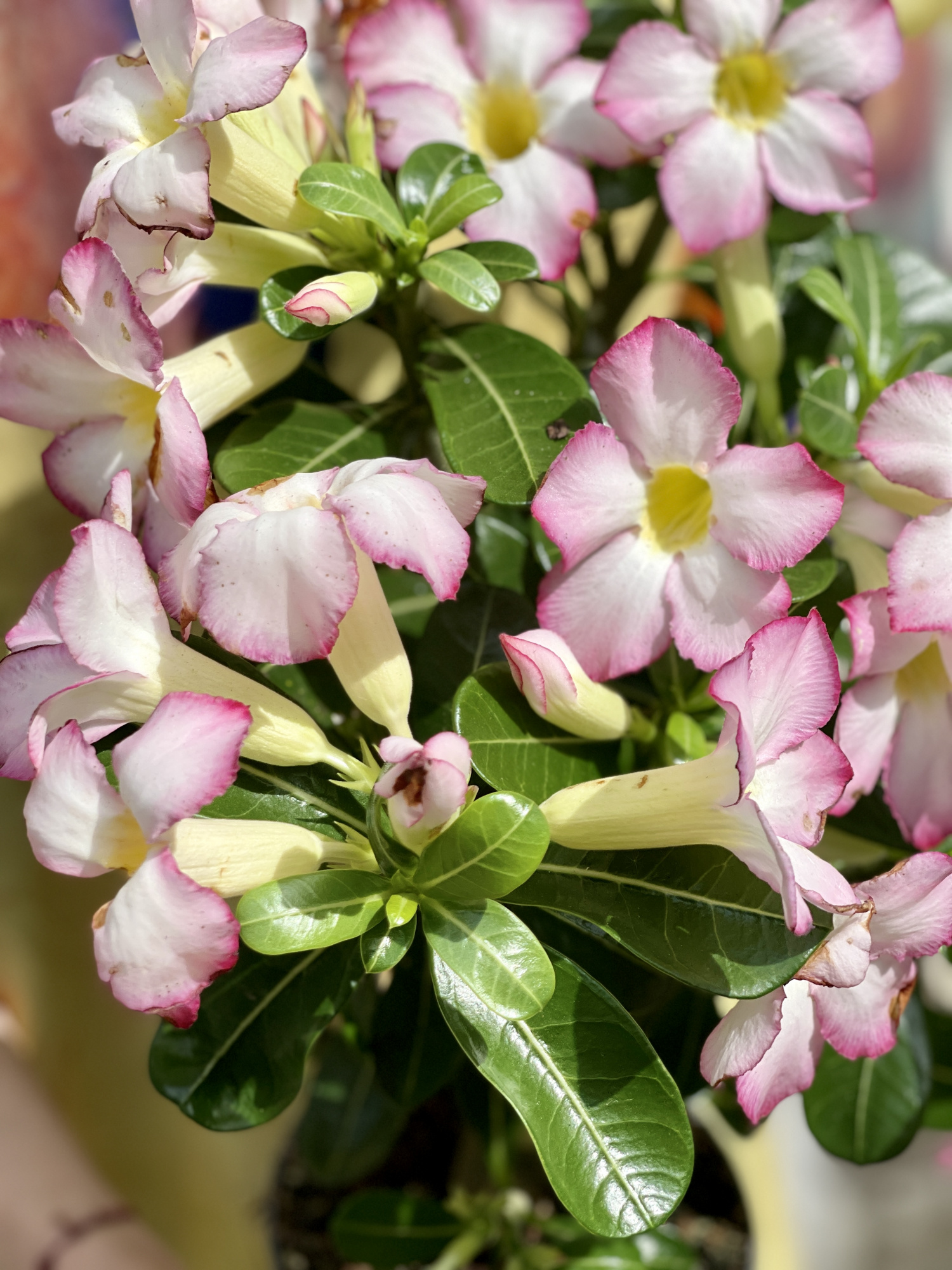 Адениум Тучный Пинк Стар (Adenium Obesum Pink Star) D12см