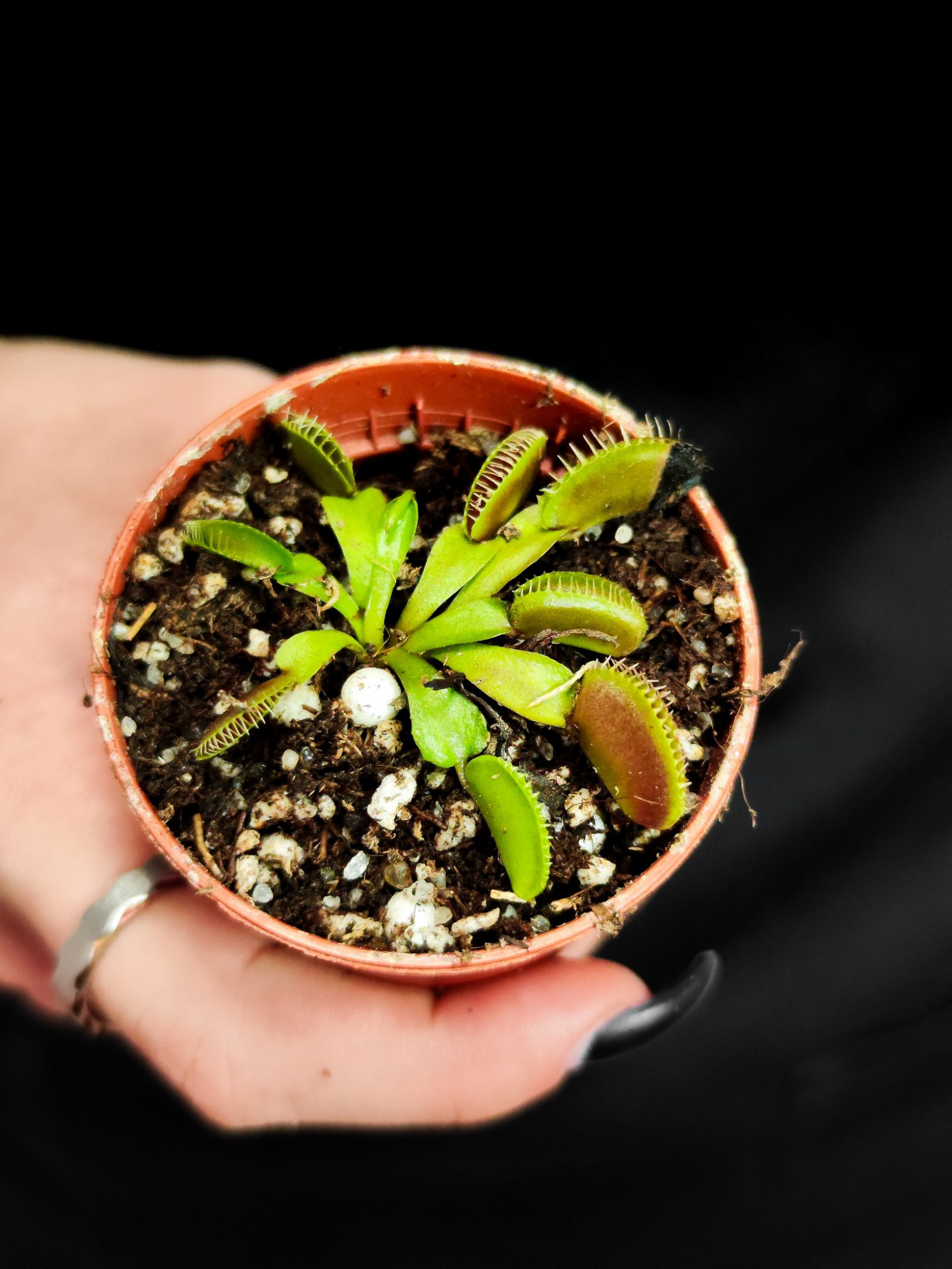 Венерина Мухоловка "Чужой" (Dionaea Muscipula Alien) D5см