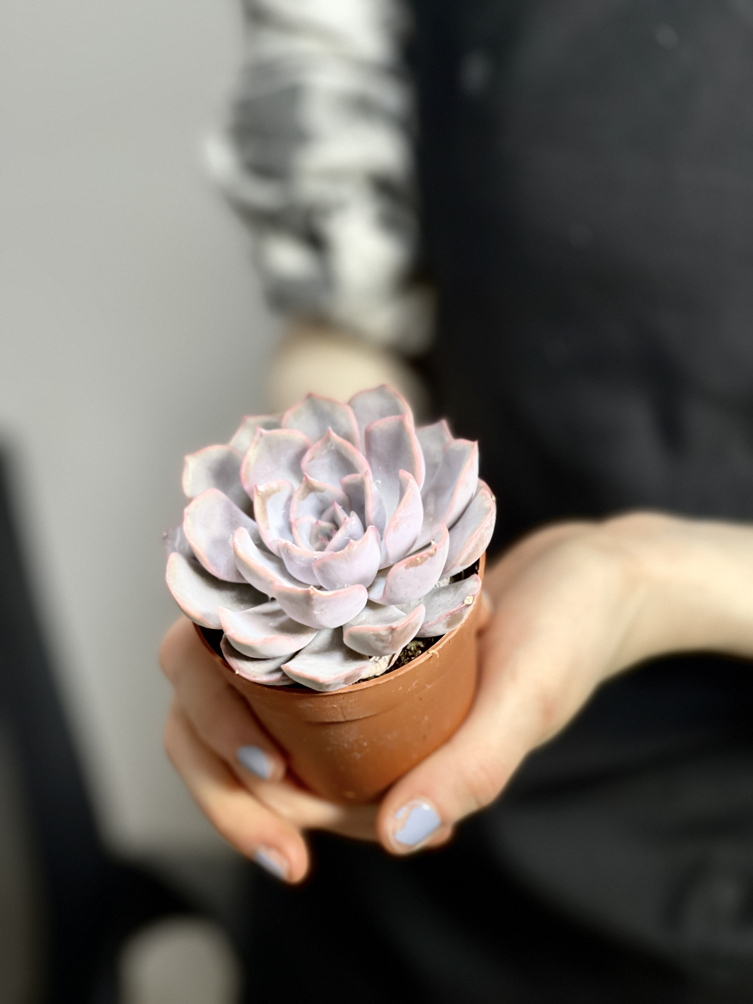 Эхеверия Апус (Echeveria Apus) D5см