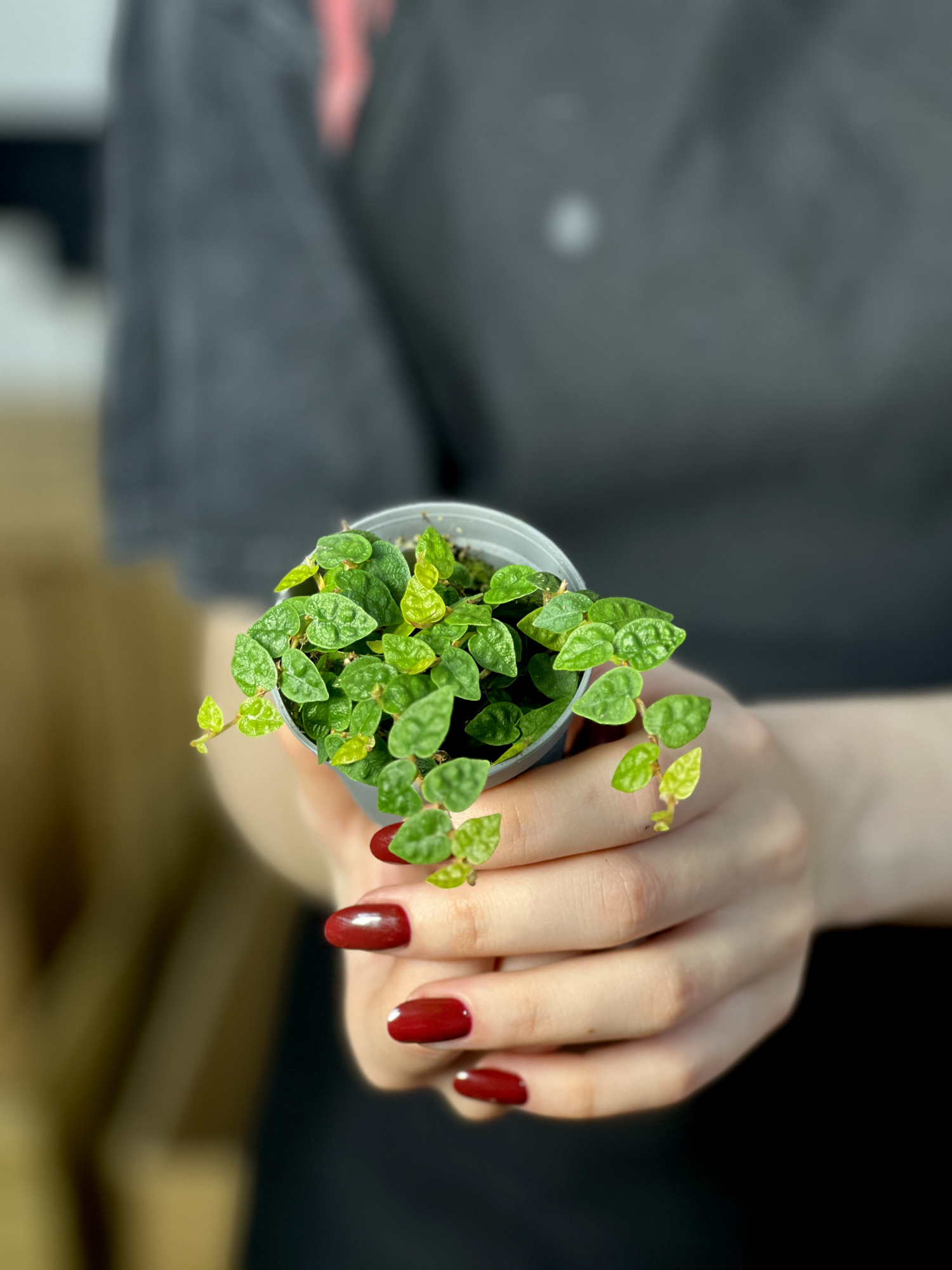 Фикус Пумила Минима (Ficus Pumila Minima) D6см