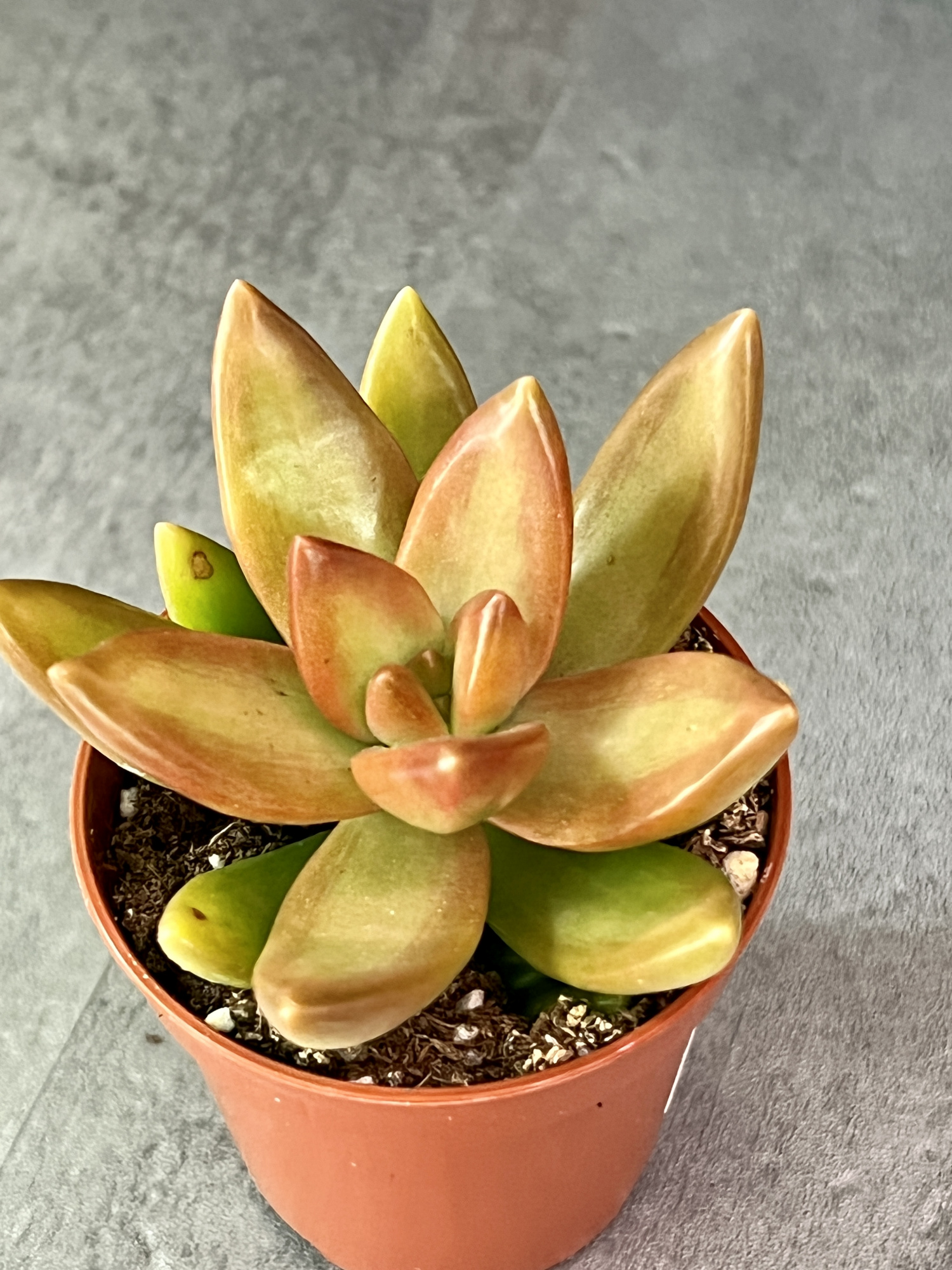 Седум Нуссбаумера (Sedum Nussbaumerianum) D5см