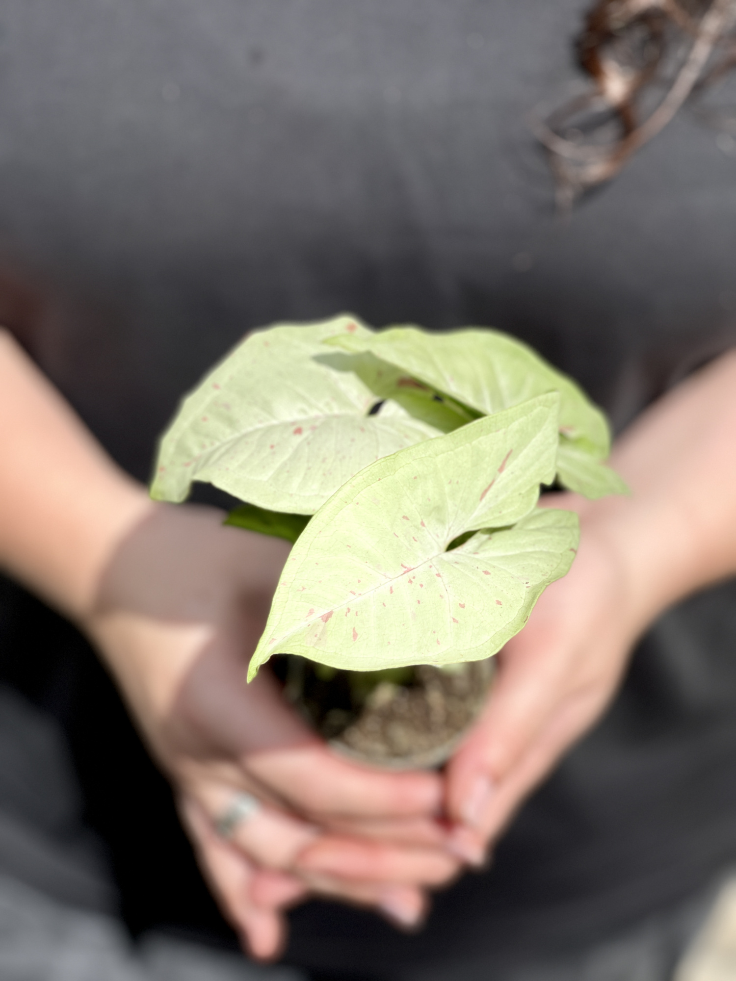 Сингониум Конфетти Милк (Syngonium Milk Konfetti) D6см