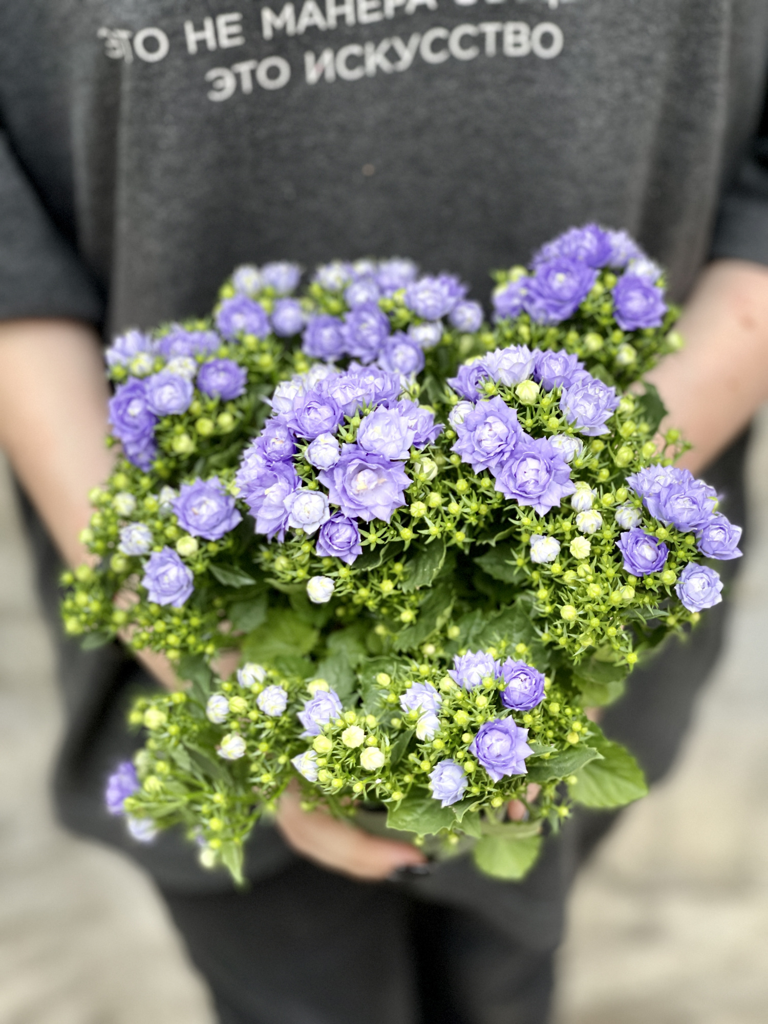 Кампанула Лайк Ми Блю (Campanula Like Mee Blue) D10см