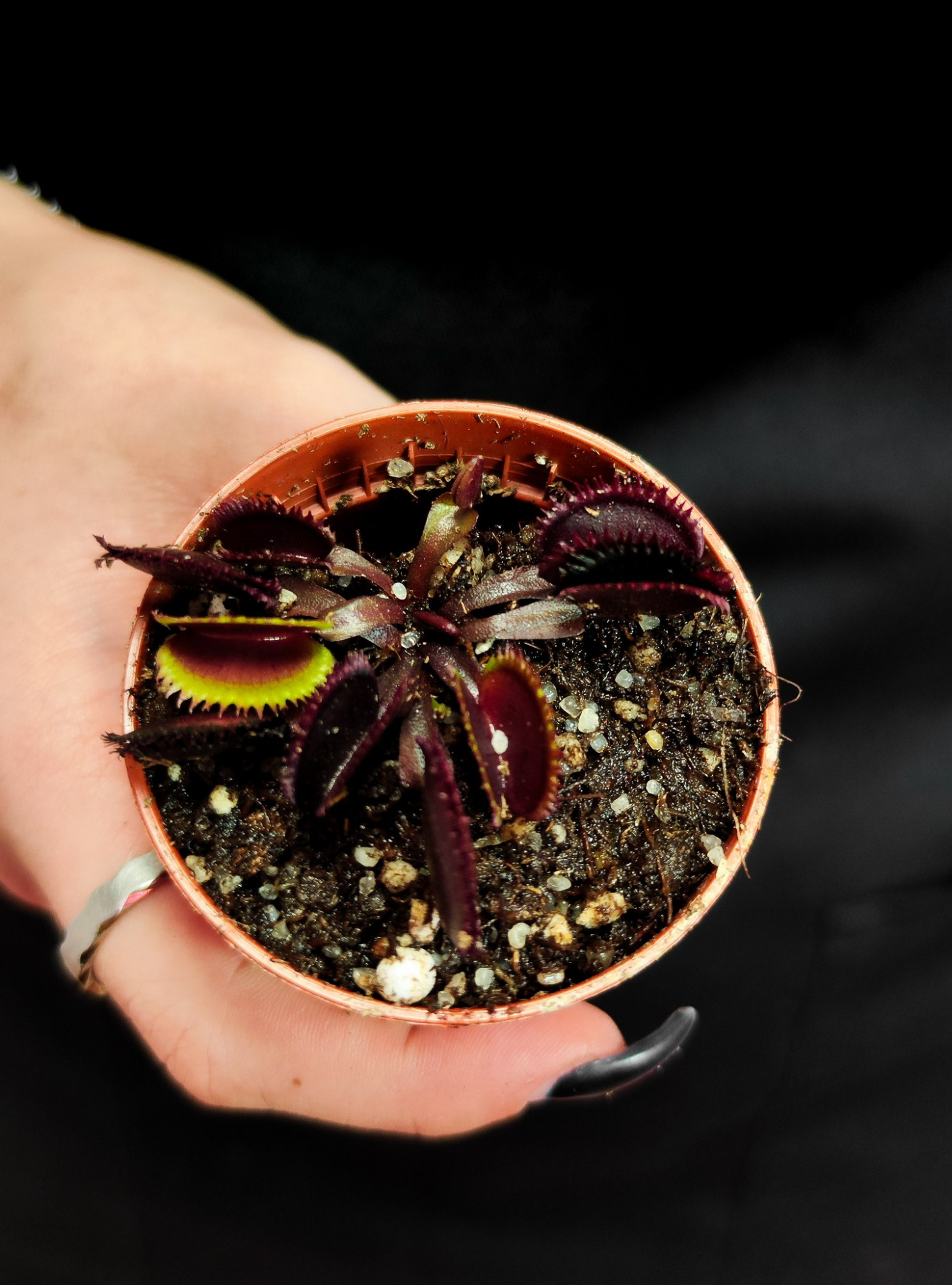 Венерина Мухоловка Боемский Гранат (Dionaea Muscipula Bohemian Garnet) D5см