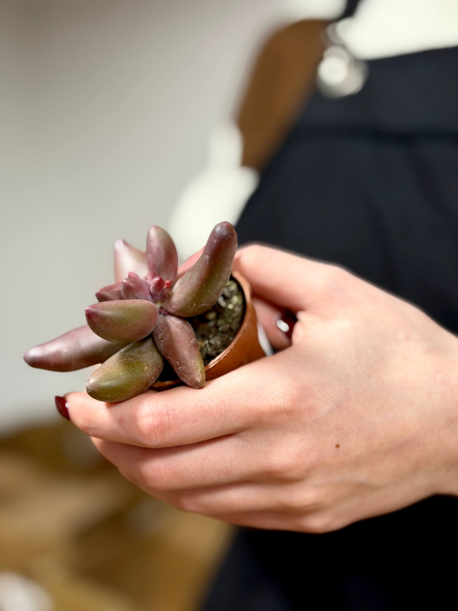 Пахифитум Ганьчжоу (Pachyphytum Ganzhou) D5см