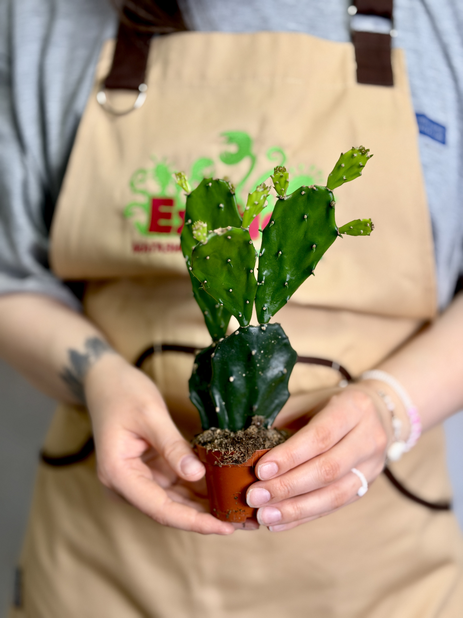 Опунция Ямайская (Opuntia Jamaicensis) D6см
