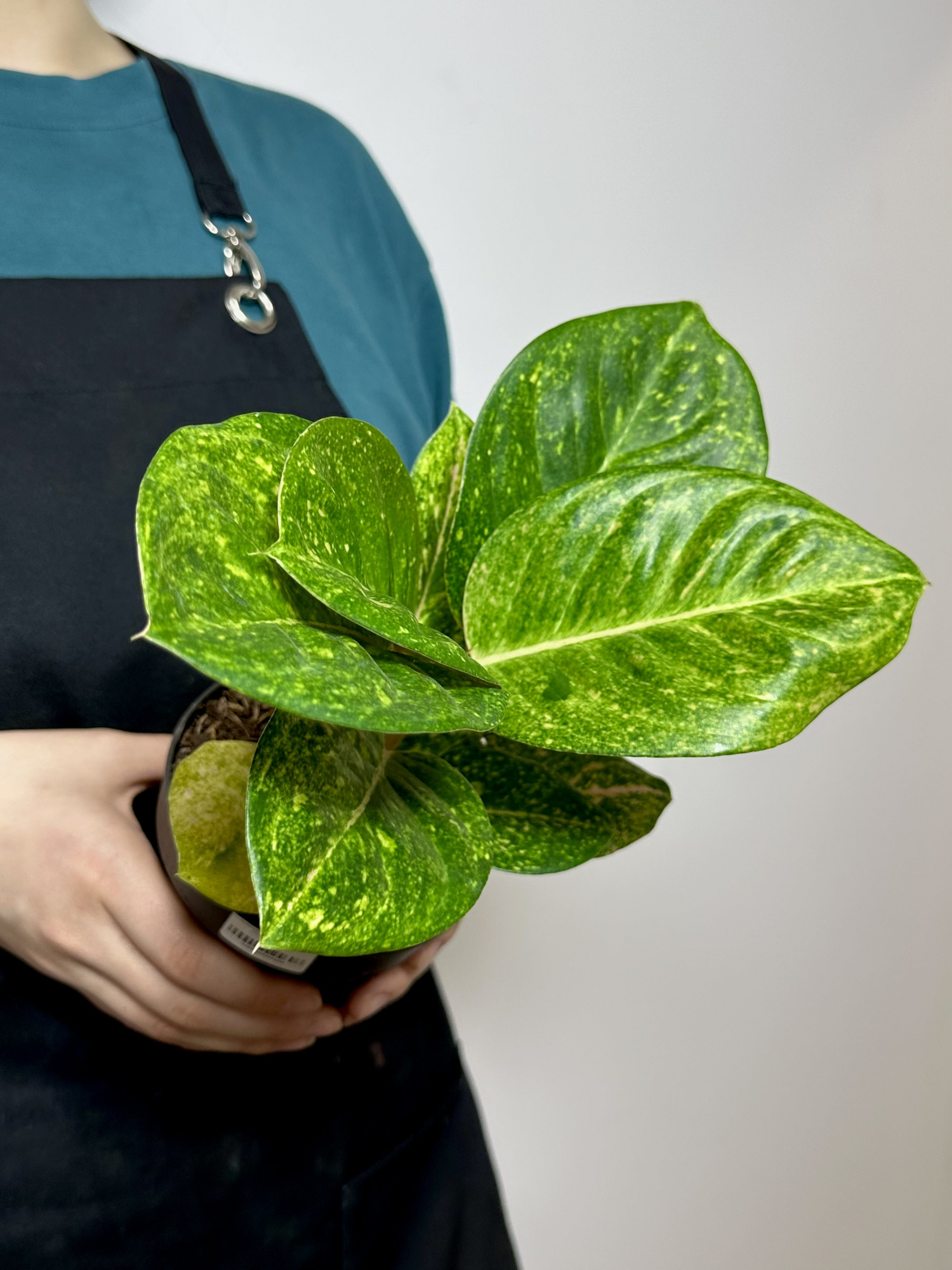 Аглаонема Эпл Грин (Aglaonema Apple Green) D12см