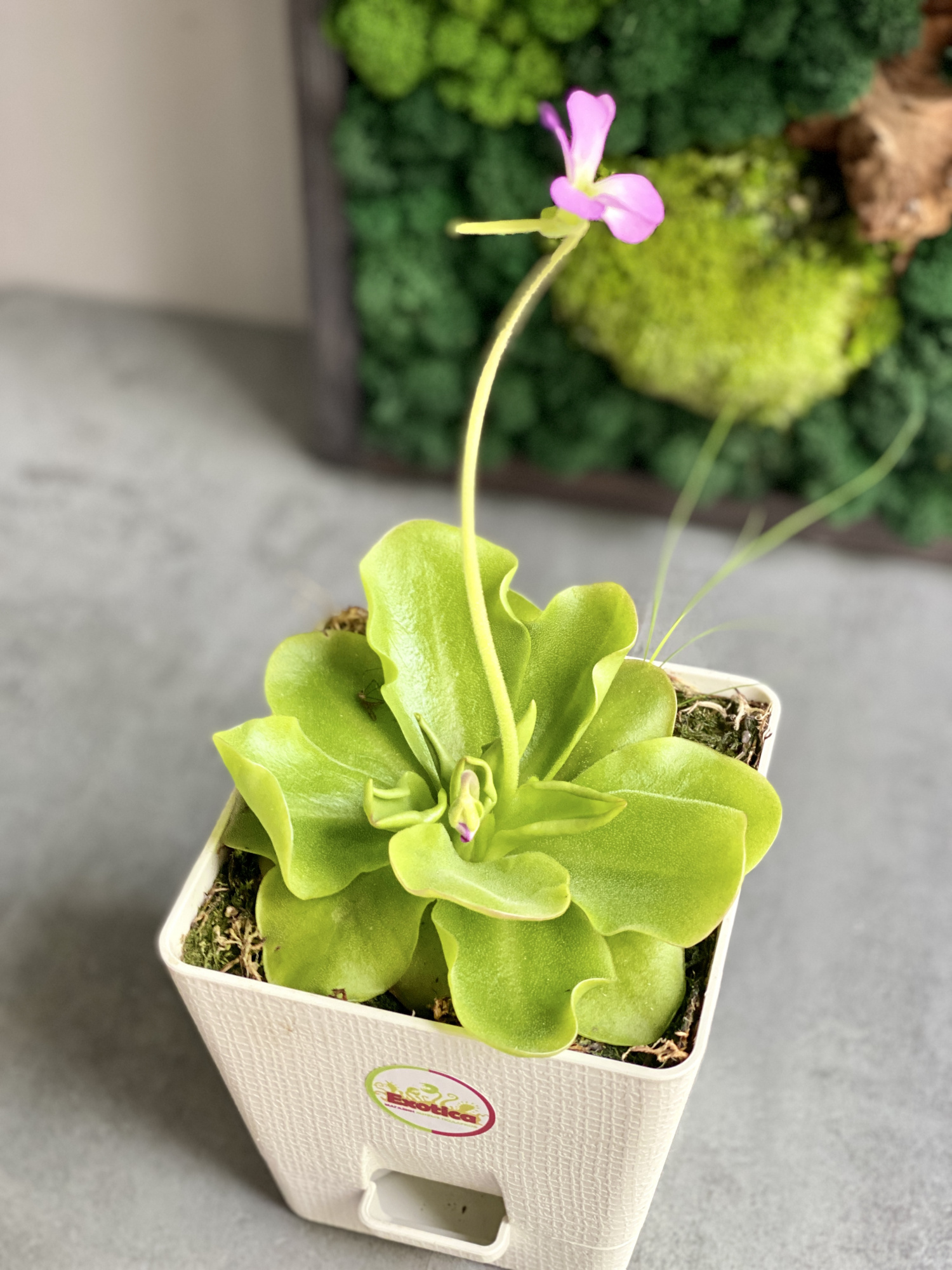 Жирянка Гватемала (Pinguicula Guatemala) D12см