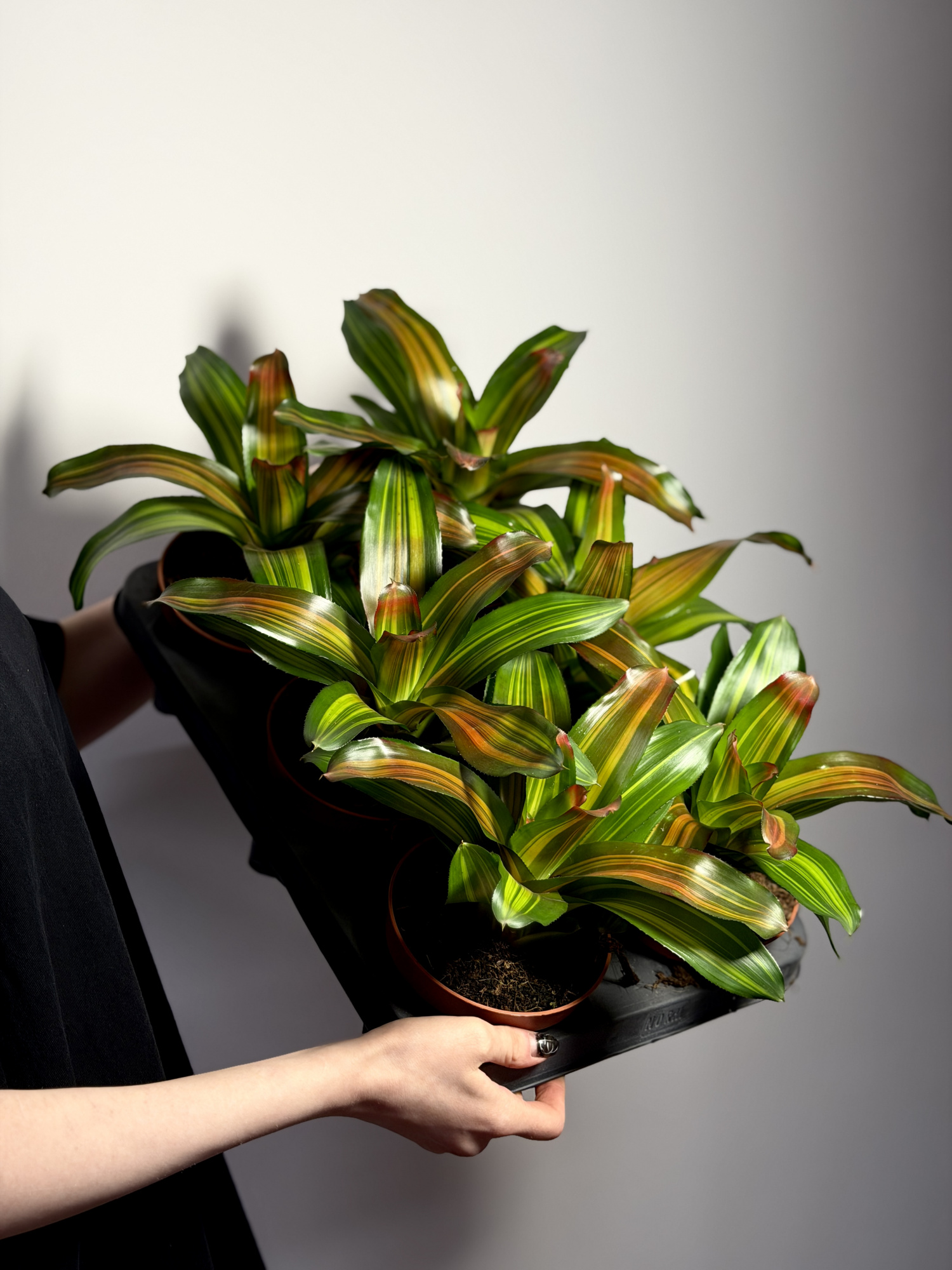 Неорегелия Фредди (Neoregelia Freddie) D12см