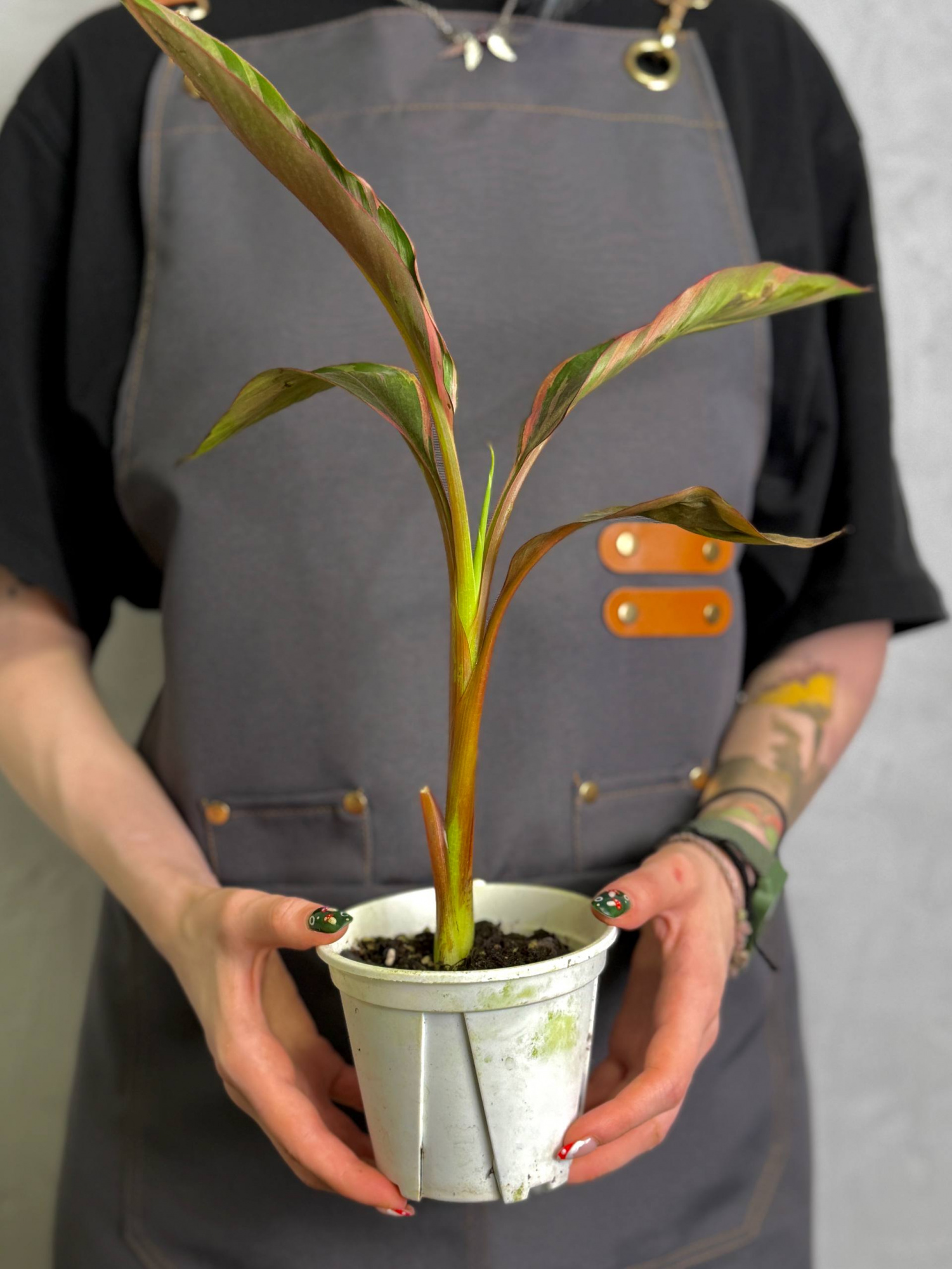 Розовый Вариегатный Банан Муса (Pink Variegated Banana Plant, Hybrid Musa) D11см