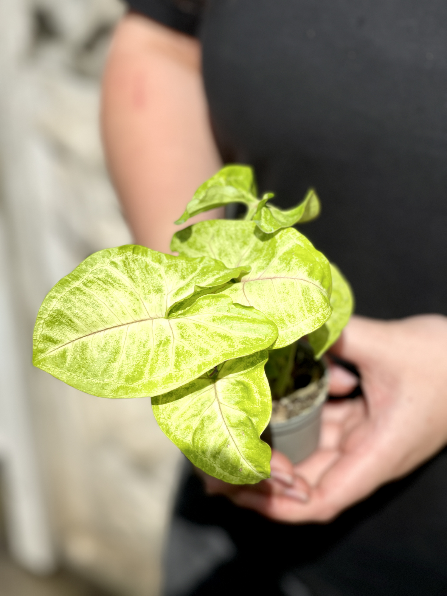Сингониум Голден Элюжен (Syngonium Golden Allusion) D6см