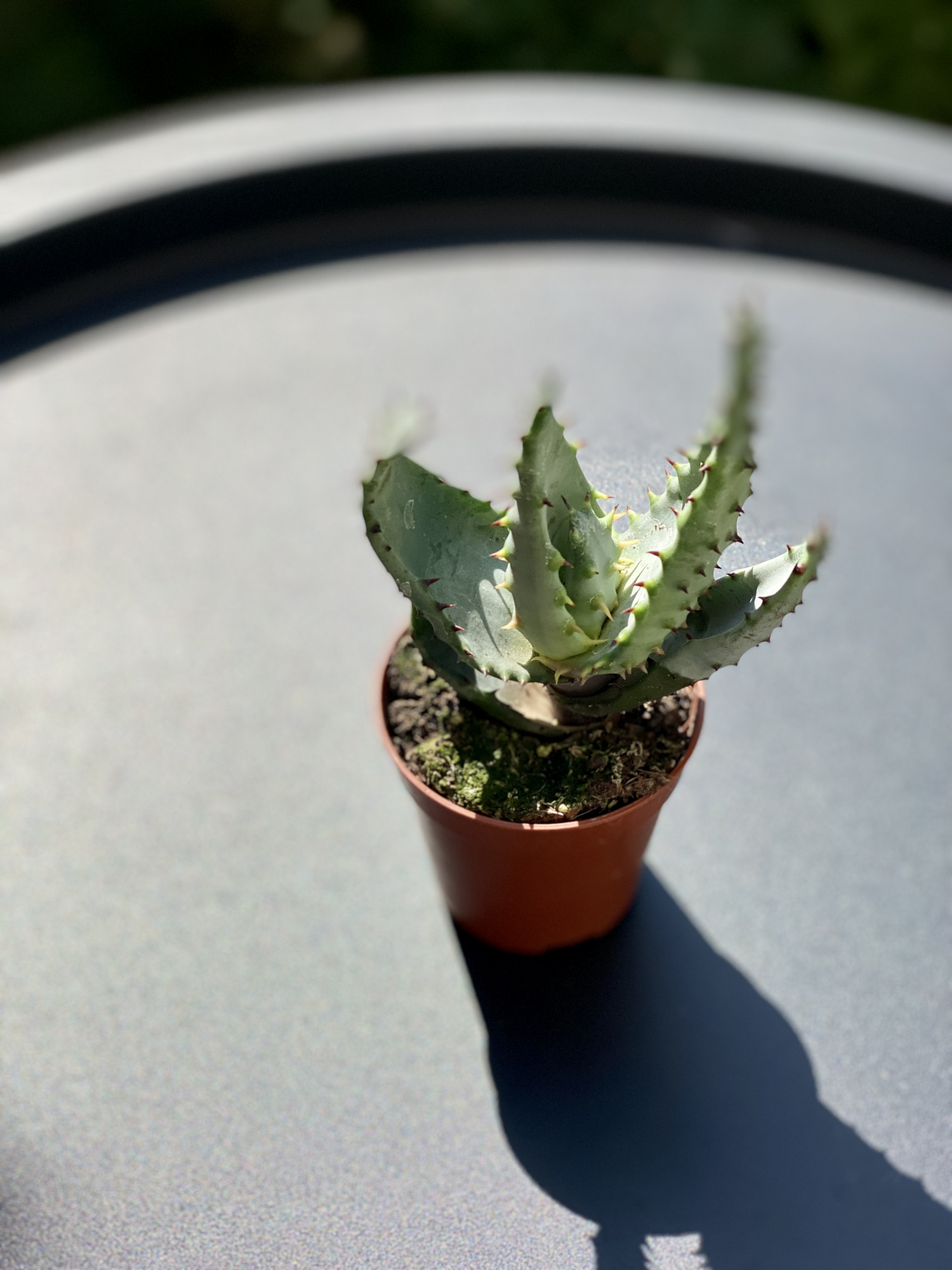 Алоэ коротколистное, или Алоэ Бревиофолия (Aloe Brevifolia) D5см
