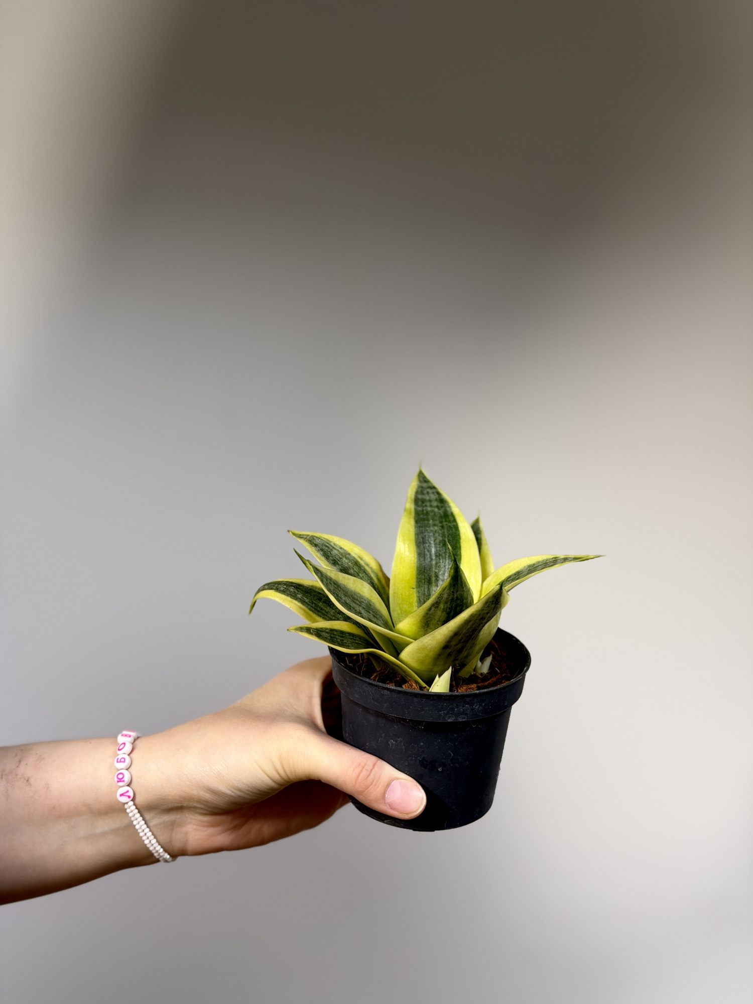 Сансевиерия Ханни Сан (Sansevieria Hahnii Sun) D9см