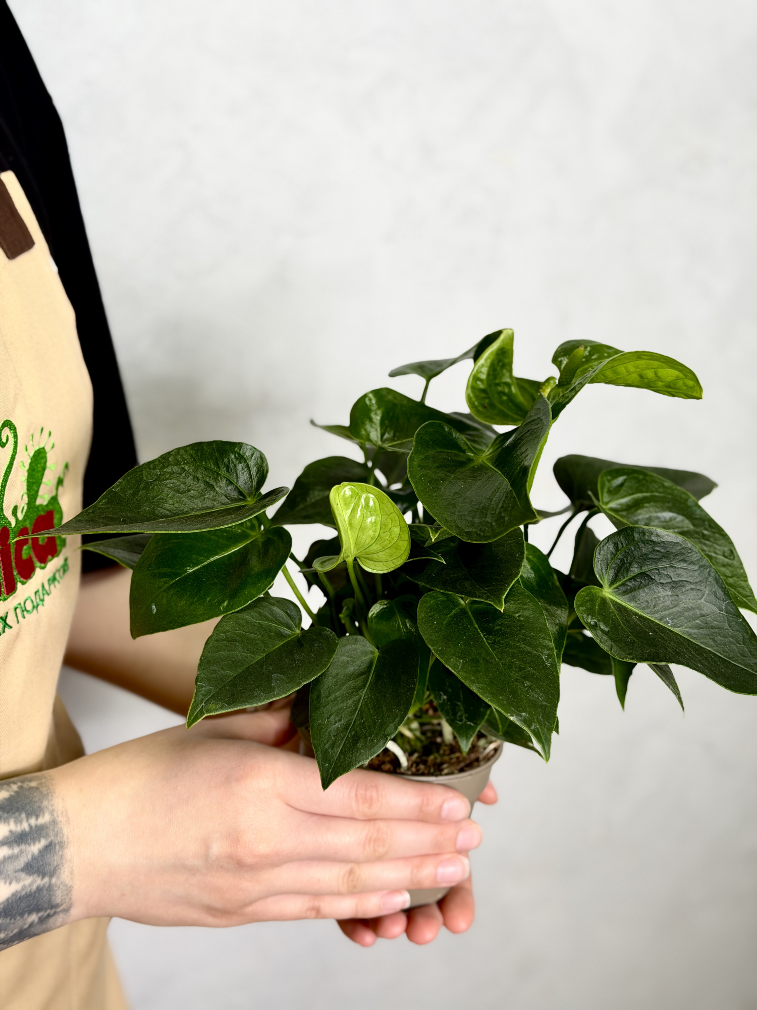 Антуриум Зелёный (Anthurium Andreanum Green) D9см