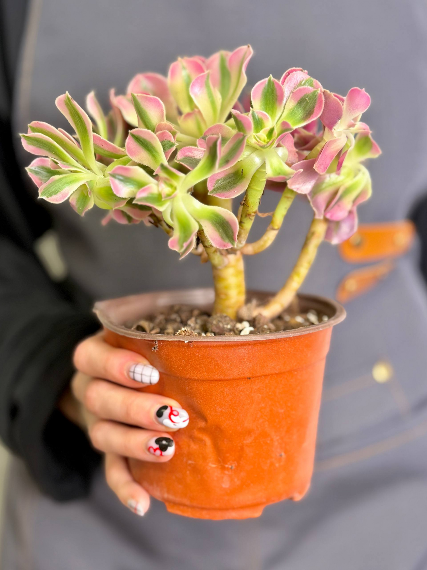Эониум Пинк Витч (Aeonium Pink Witch) D11см