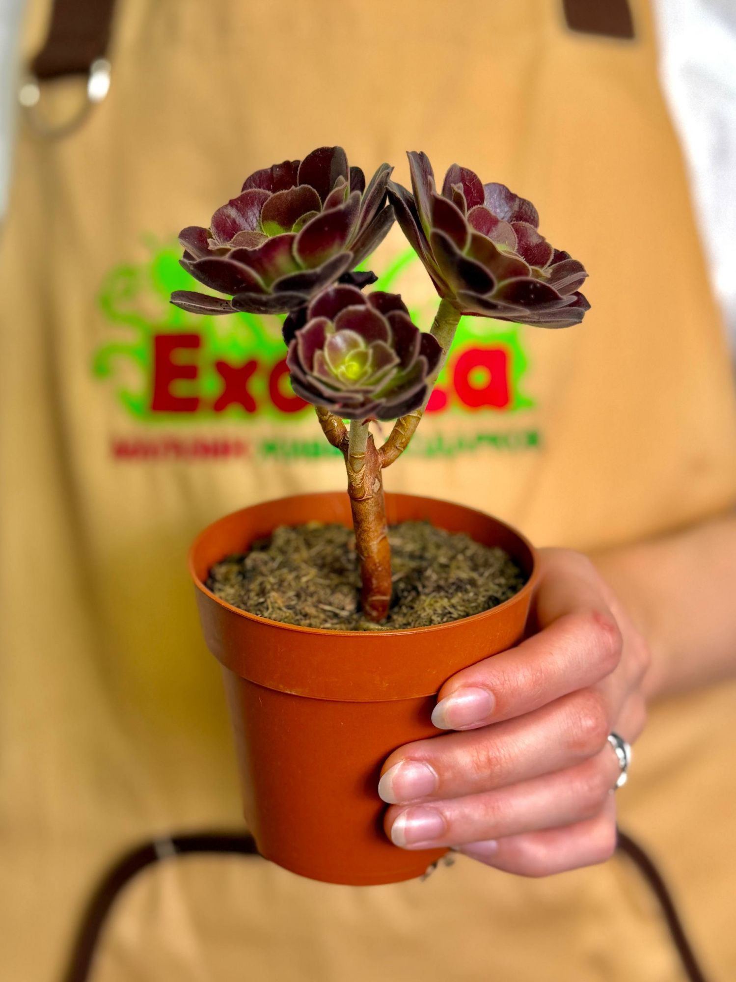 Эониум Велюр (Aeonium Velour) D8,5см