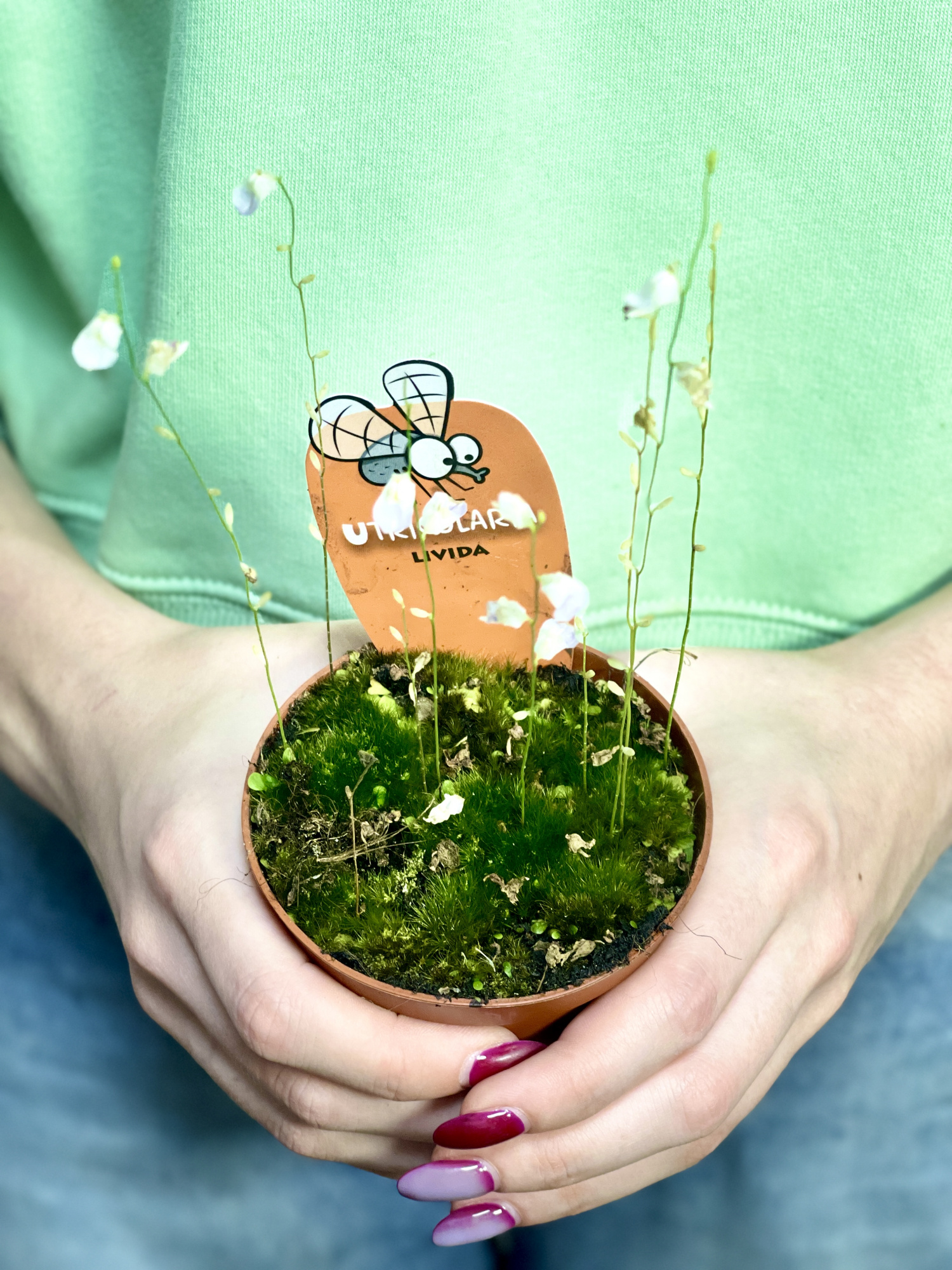 Пузырчатка Свинцовая, или Утрикулярия Ливида  (Utricularia Livida) D9см