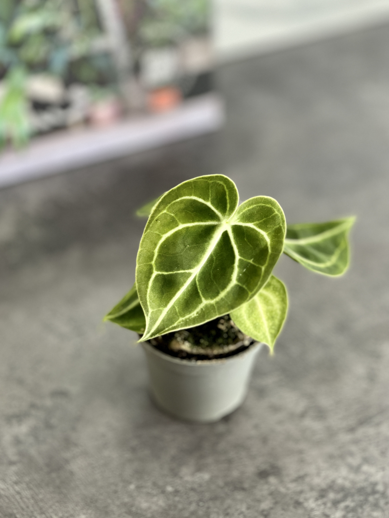 Антуриум Хрустальный, или Кристаллинум (Anthurium Crystallinum) D6см