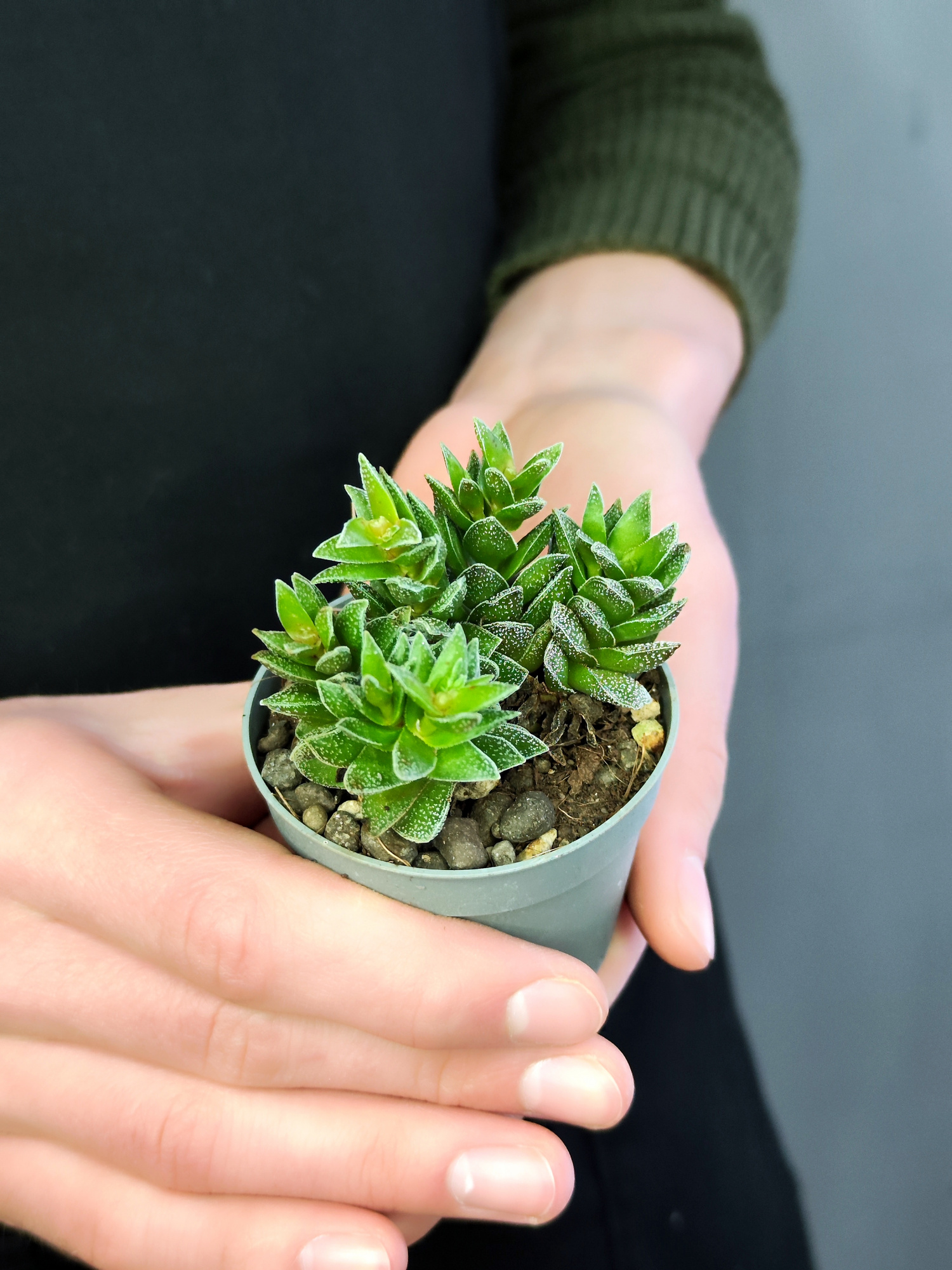 Крассула Фрости (Crassula Frosty) D6см
