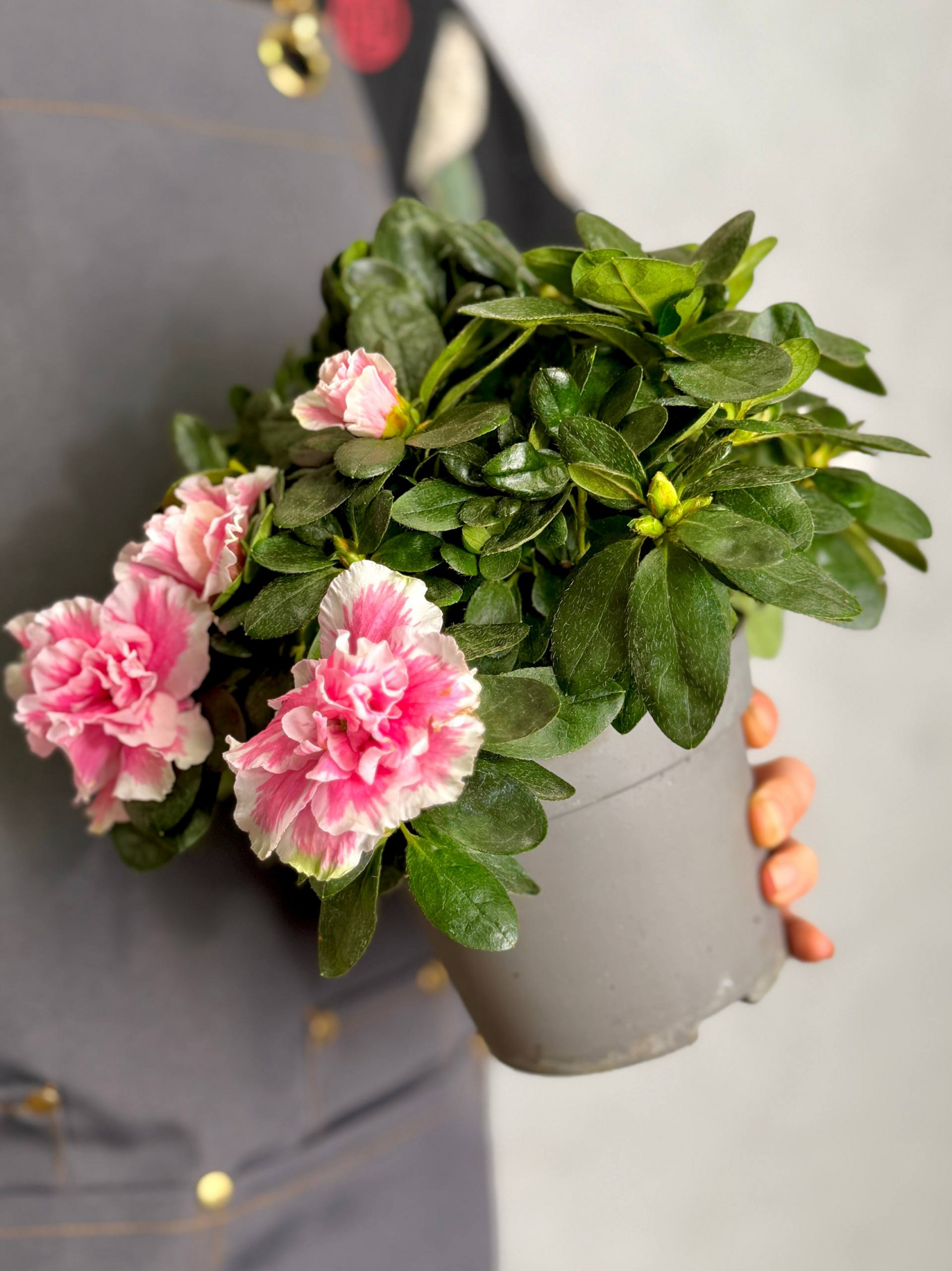 Рододендрон (Азалия) Индика Биколор (Azalea Indica Bicolor) D13см