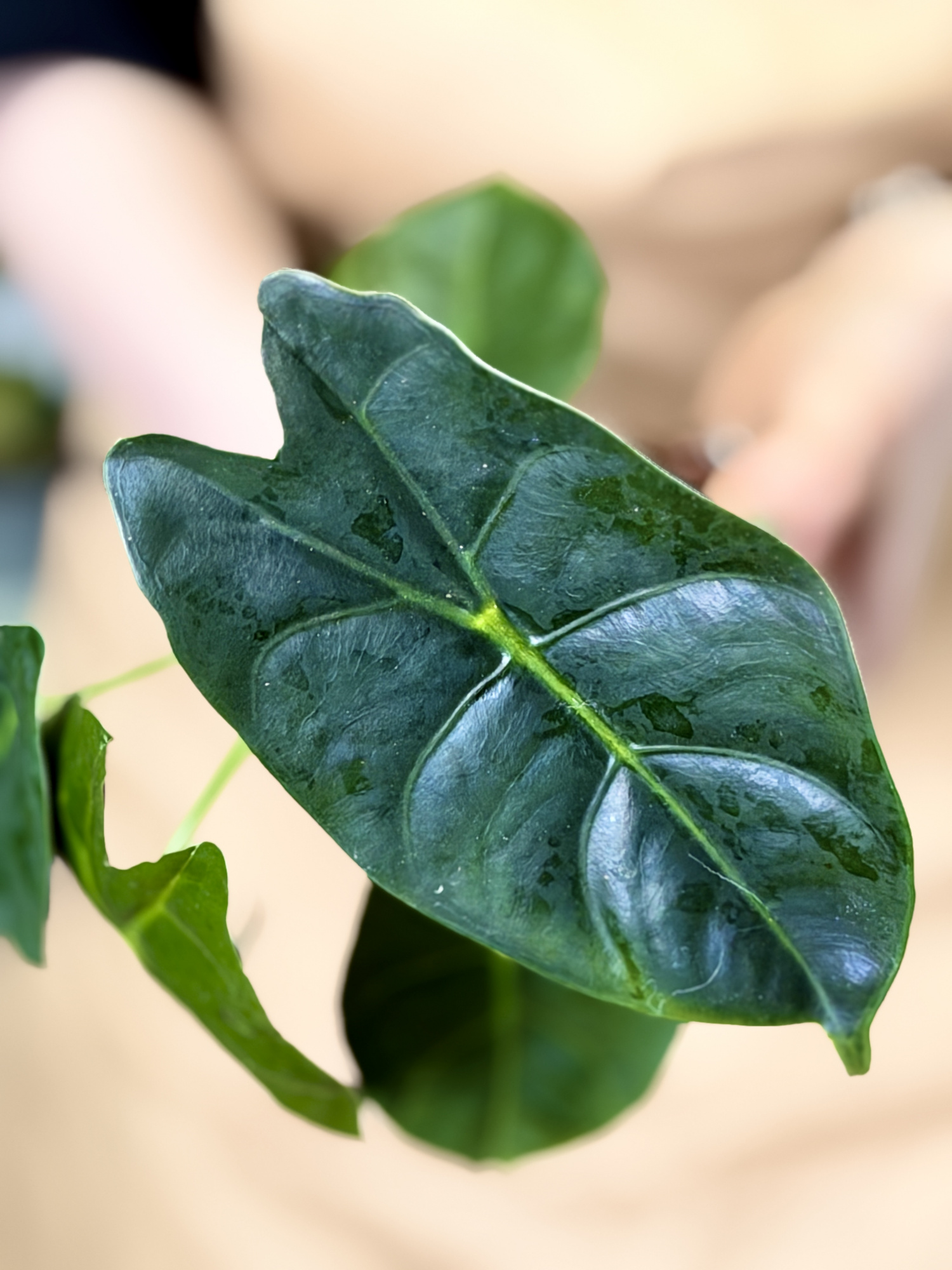 Алоказия Голден Бонни (Alocasia Golden Bone) D8см