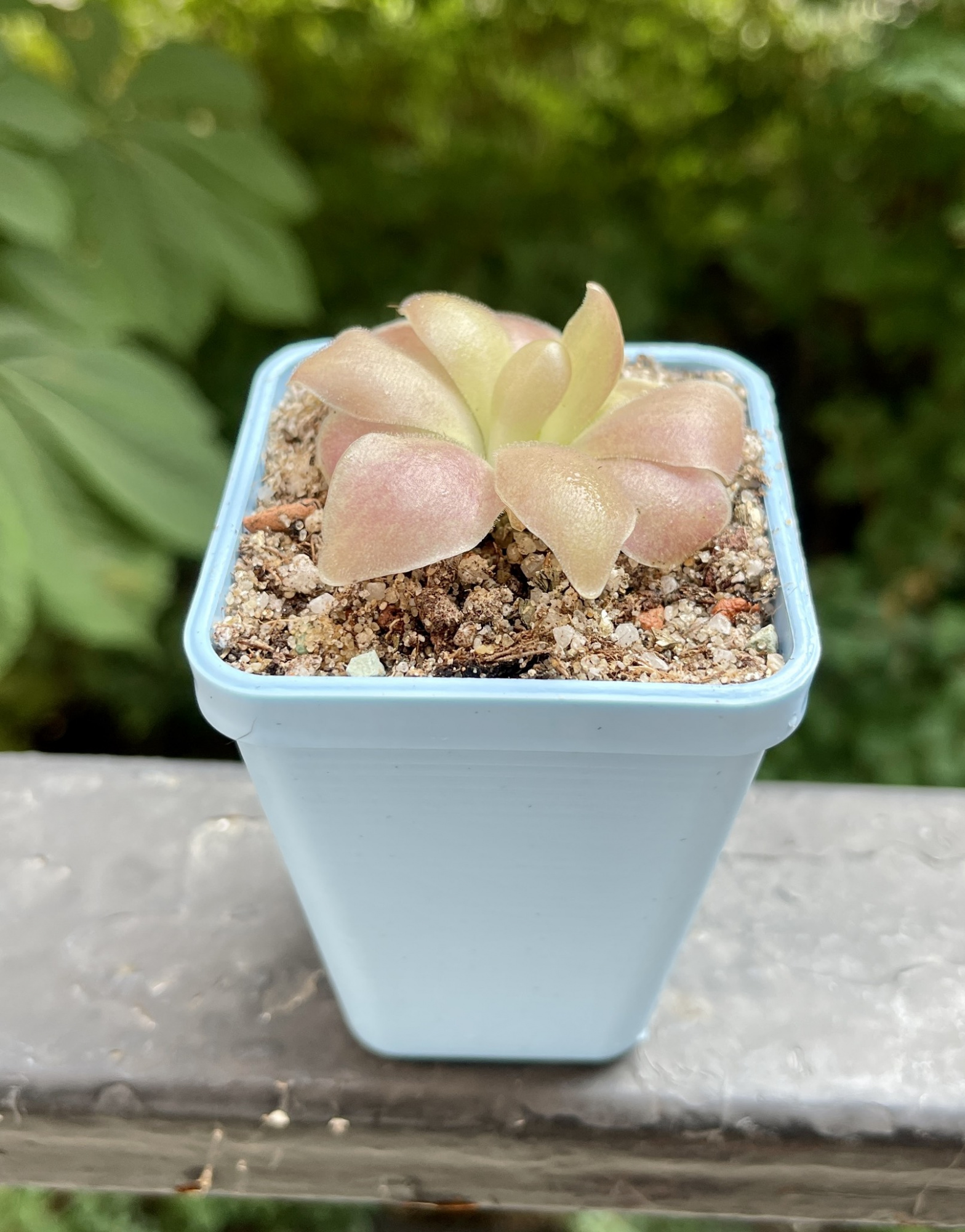 Жирянка Гетеропхилла х Сетхос (P. Heterophylla x Sethos) D5см