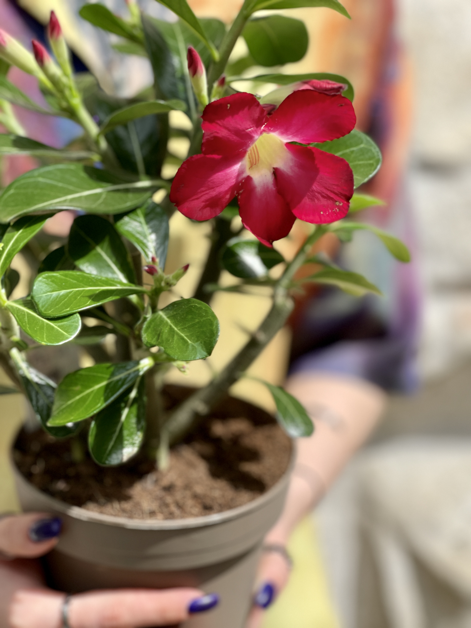 Адениум Тучный Анук (Adenium Obesum Anouk) D12см