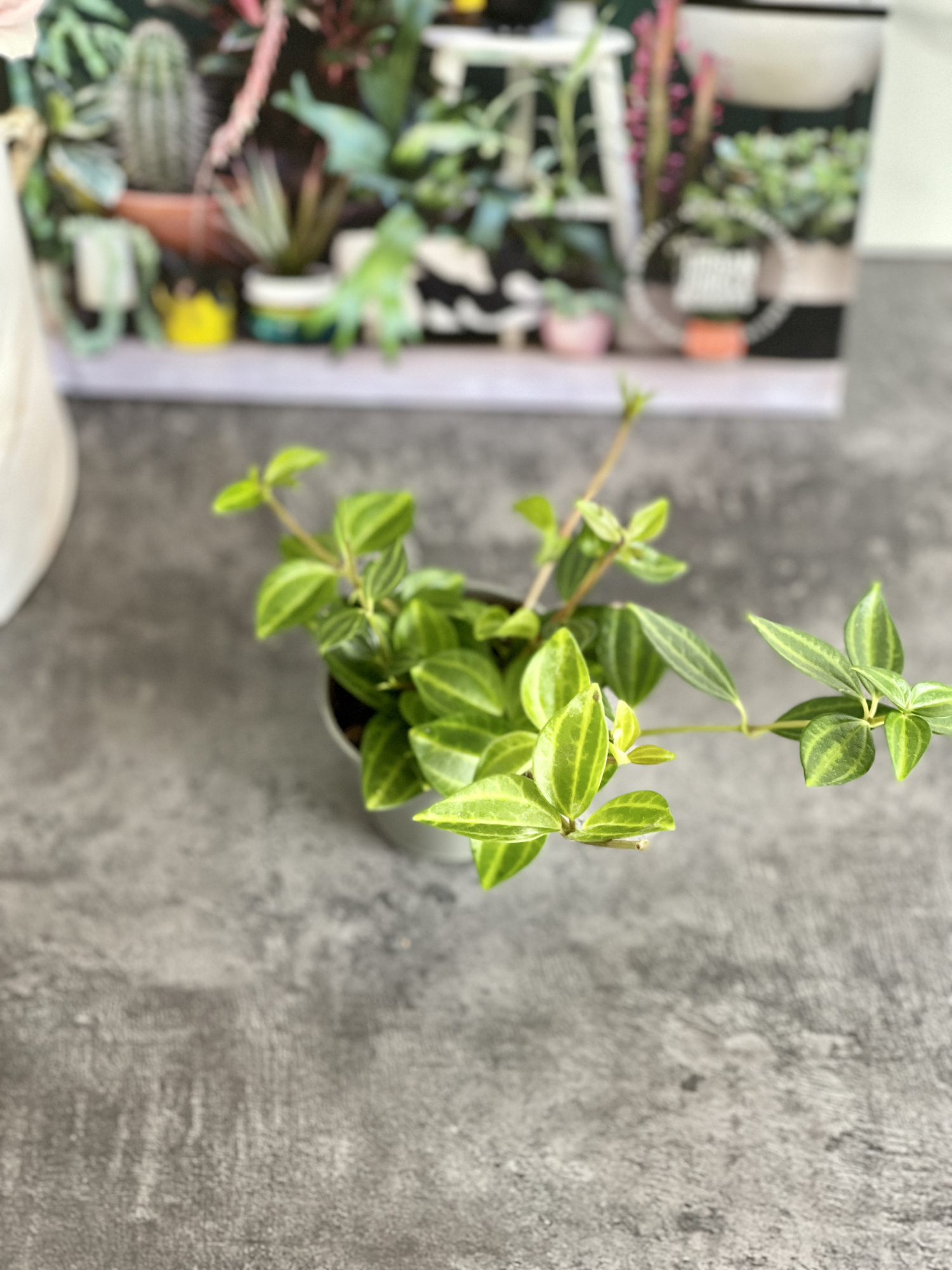 Пеперомия Ангулата Страйб (Peperomia Angulata Stribe) D5см